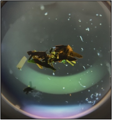 Dark brown crystals of a uranocenium complex, shown under high magnification.
