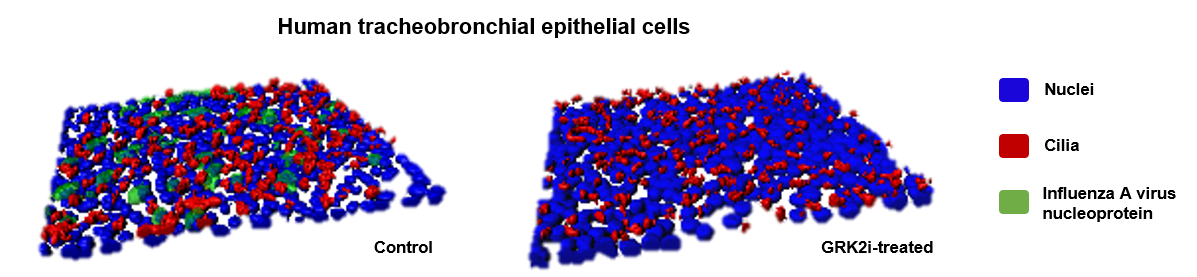 Inhibition of influenza A virus in primary human airway cultures by GRK2 inhibitor