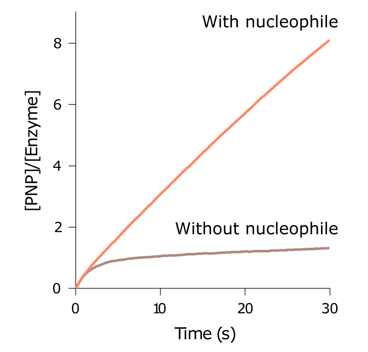 Figure 1 Inhibition assay absorbance traces, with and without added nucleophile.