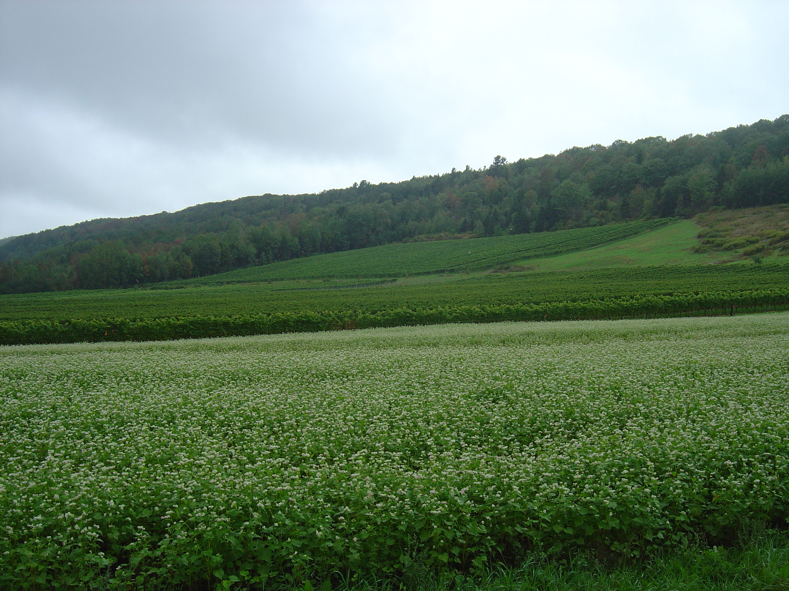 Collection in Gaspereau, Nova Scotia