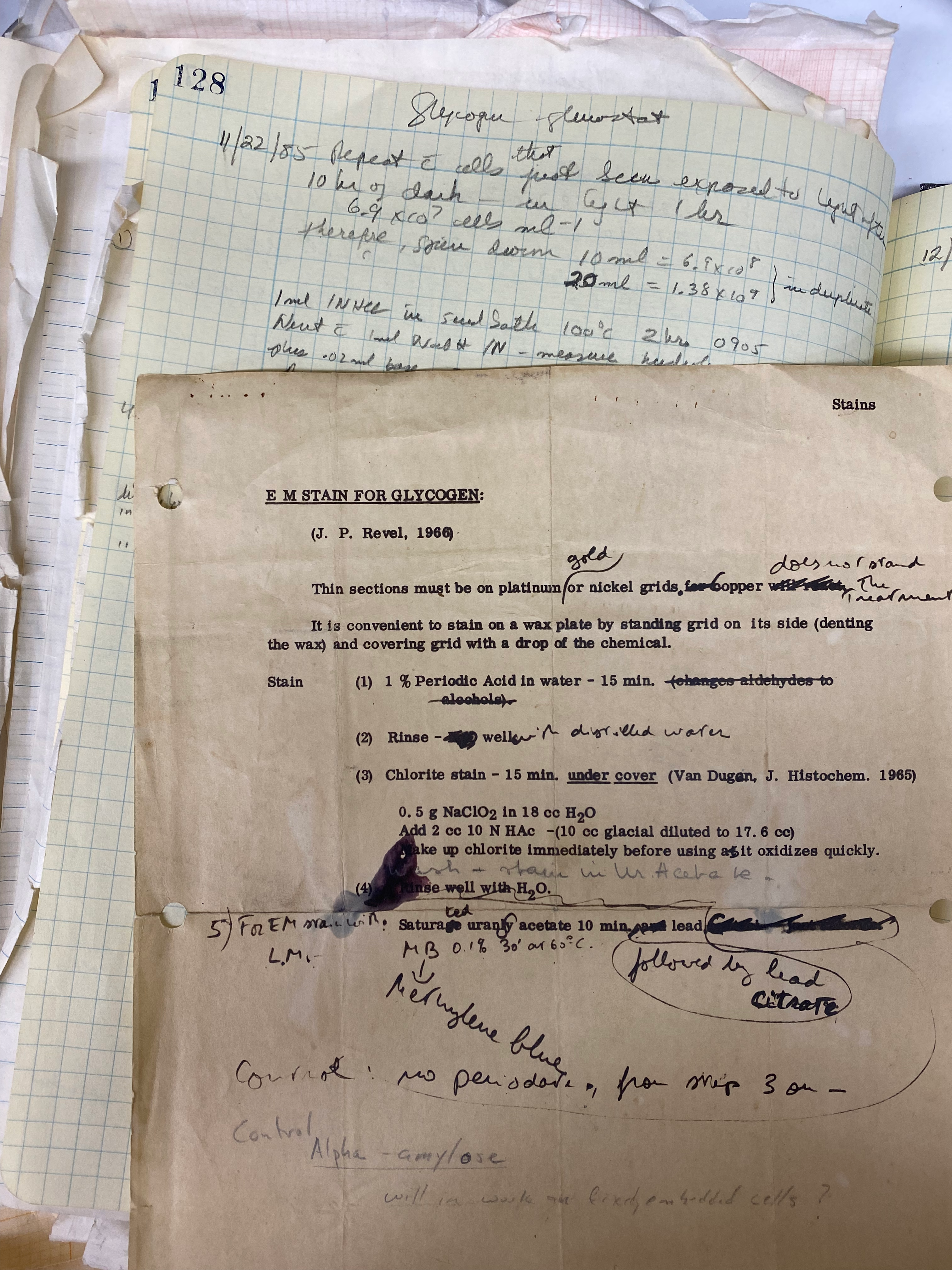 Page of a lab notebook dated Nov 22, 1985 and describing a glycogen staining protocol