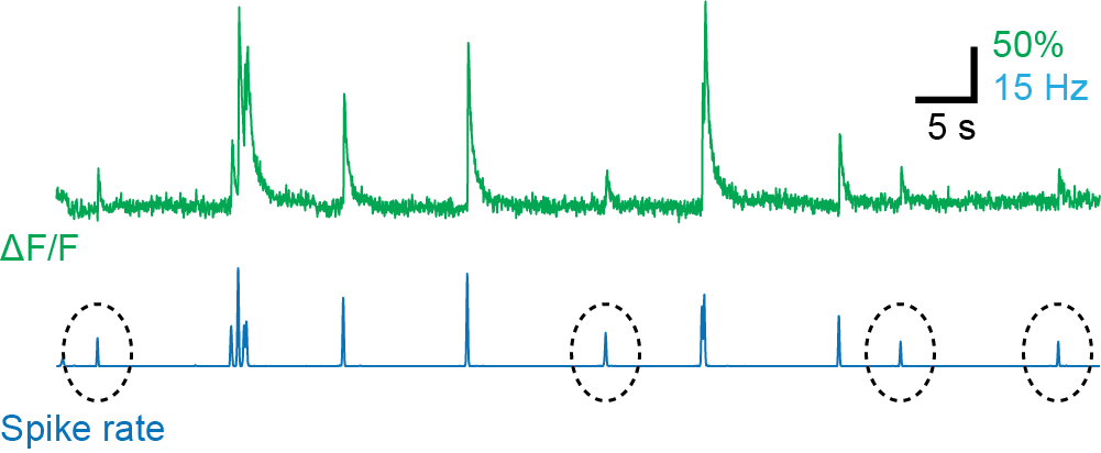 Single spikes with calcium imaging and GCaMP8s