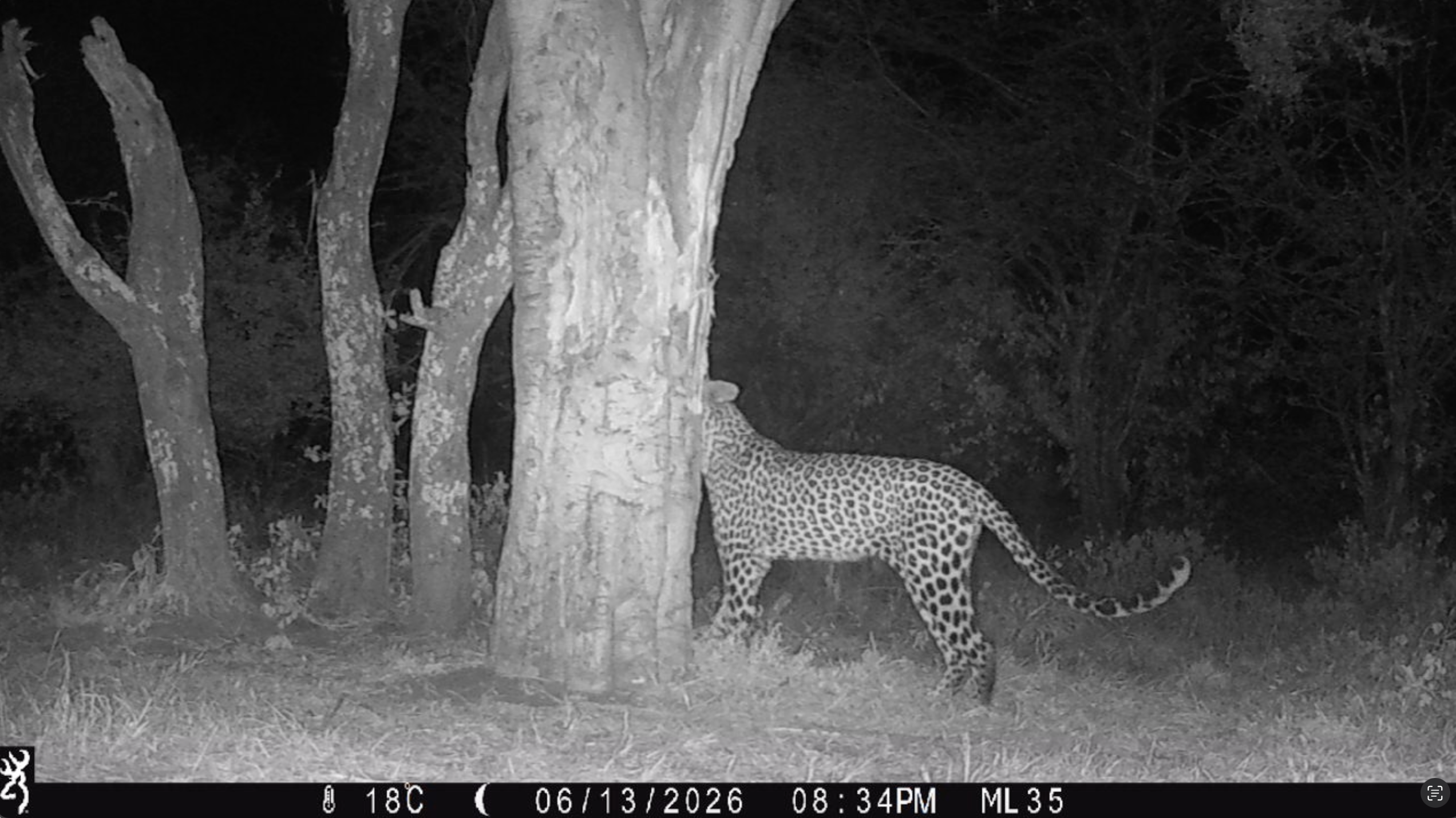 camera trap leopard identification