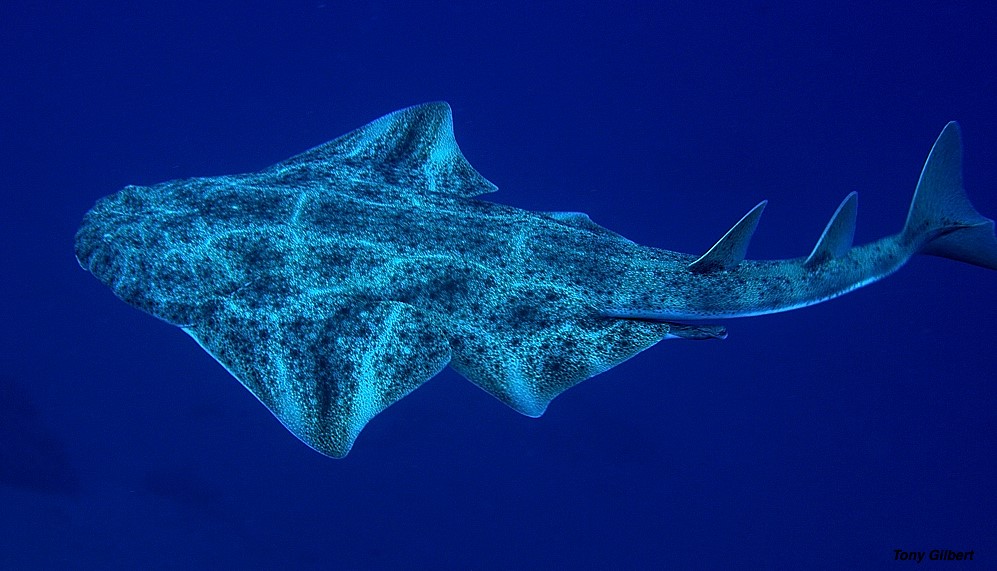 Angelshark