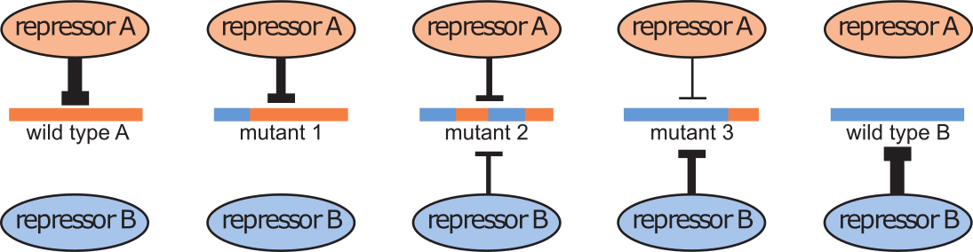 Evolutionary path between two repressor binding sites