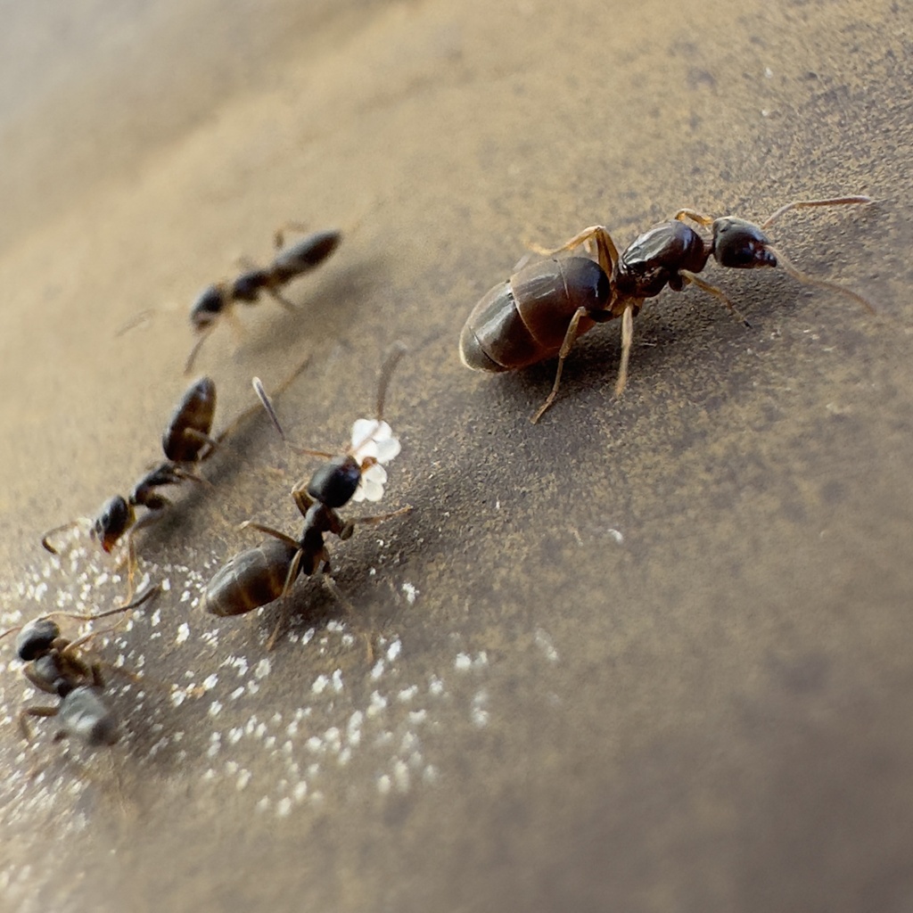 Figure 2: A Tapinoma ant worker carries brood in her mouth while following the queen.