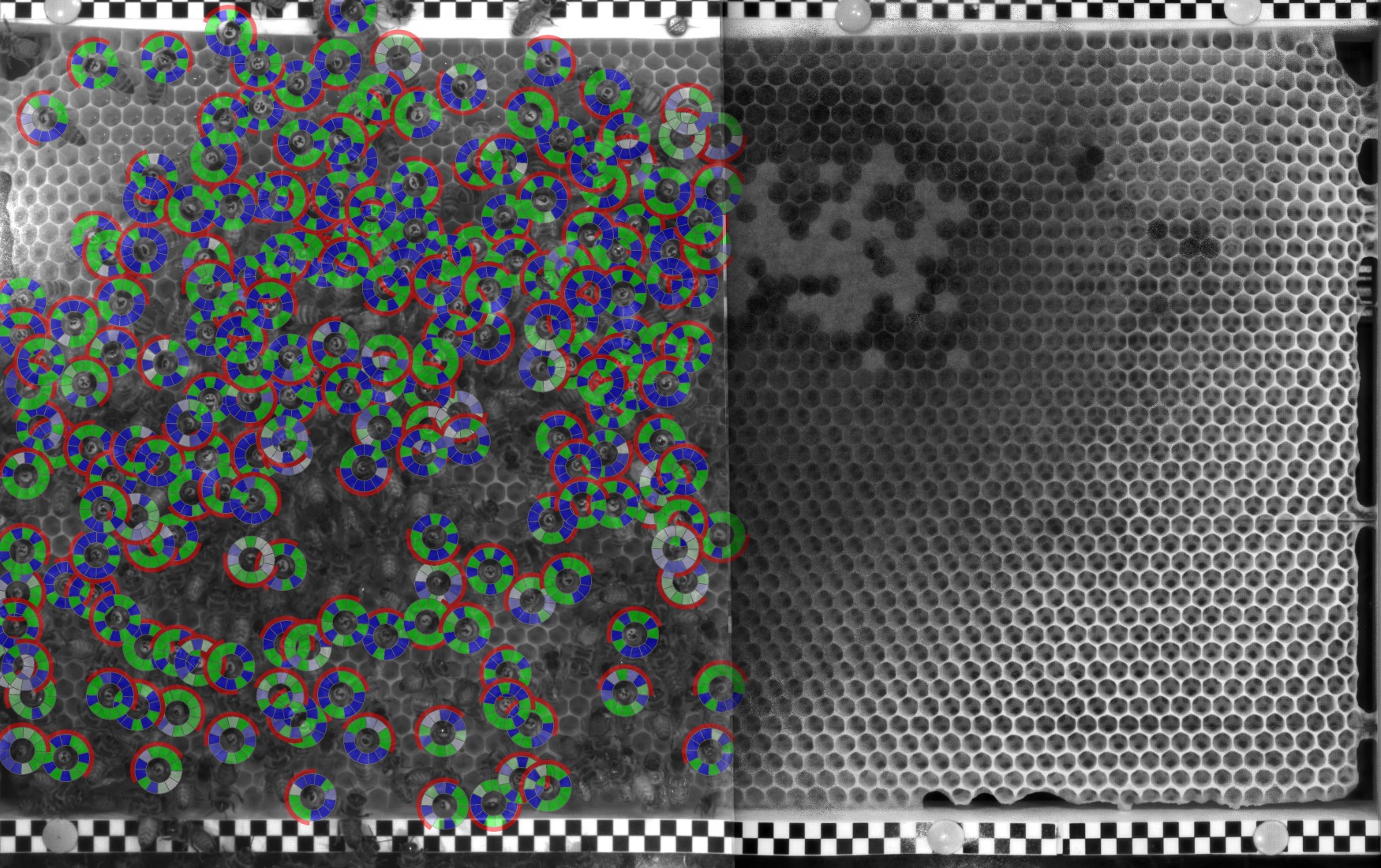 A black-and white image of a honey comb. On the left side, there are marked bees overlayed with a crown-like indicator that shows their tag number. The right side shows the comb without bees - different types of cells are visible.