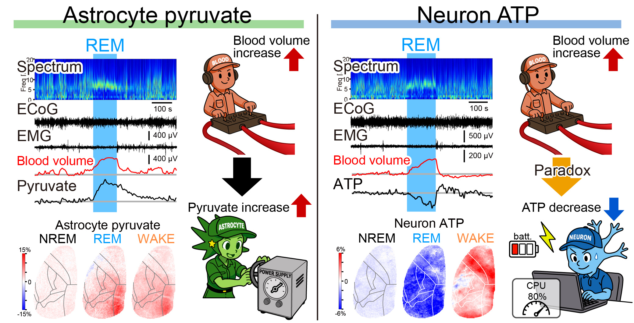 The left panel shows increasing brain blood volume and astrocytic pyruvate during REM sleep. The right panel shows increasing brain blood volume but decreasing neuronal ATP, illustrating the metabolic paradox.
