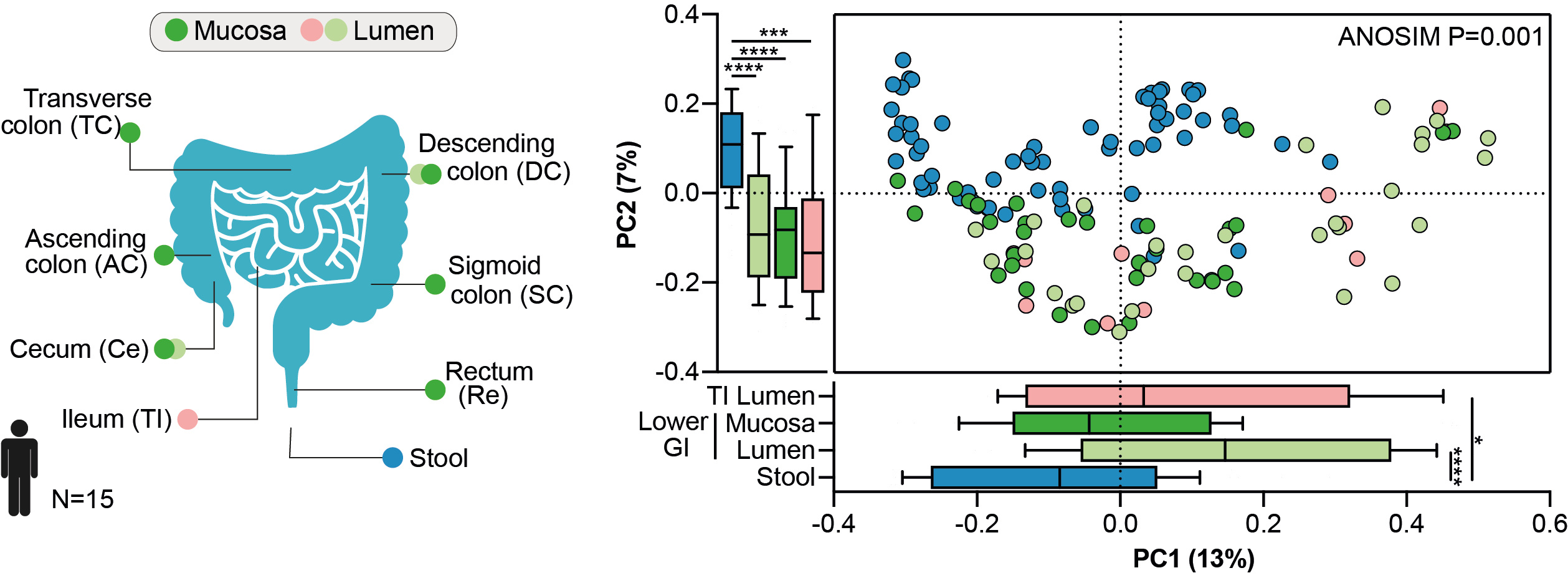 Stool samples do not accurately reflect the gut resistome in situ