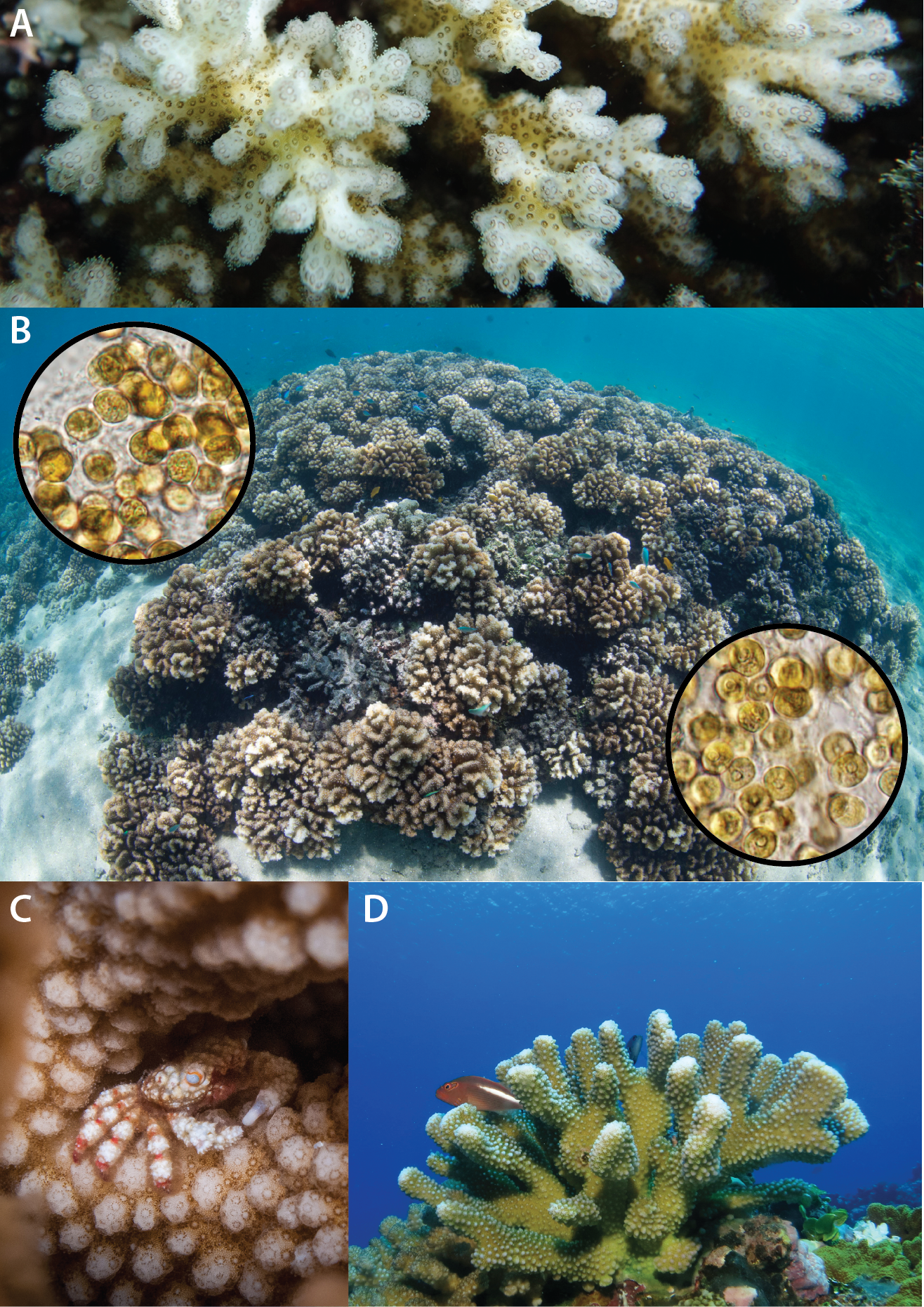 A) Close-up of Pocillopora branches showing the many tiny circular brown animal polyps that make-up the colony (photo credit Todd LaJeunesse Penn State). B) Community of Pocillopora on a reef in Palau with light micrograph insets of Cladocopium pacificum sp. nov. (left) and C. latusorum sp. nov. (right) two dinoflagellate symbionts critical to the animal’s health and growth (coral photo credit Tom Bridge, James Cook University, Townsville, AU; symbiont photos by Kira Turnham Penn State). C) As branching corals Pocillopora provide critical habitats for numerous reef organism like this pea crab (photo credit Augustine Crosbie, James Cook University, Townsville, AU). D) Pocillopora grandis with resting reef fish.