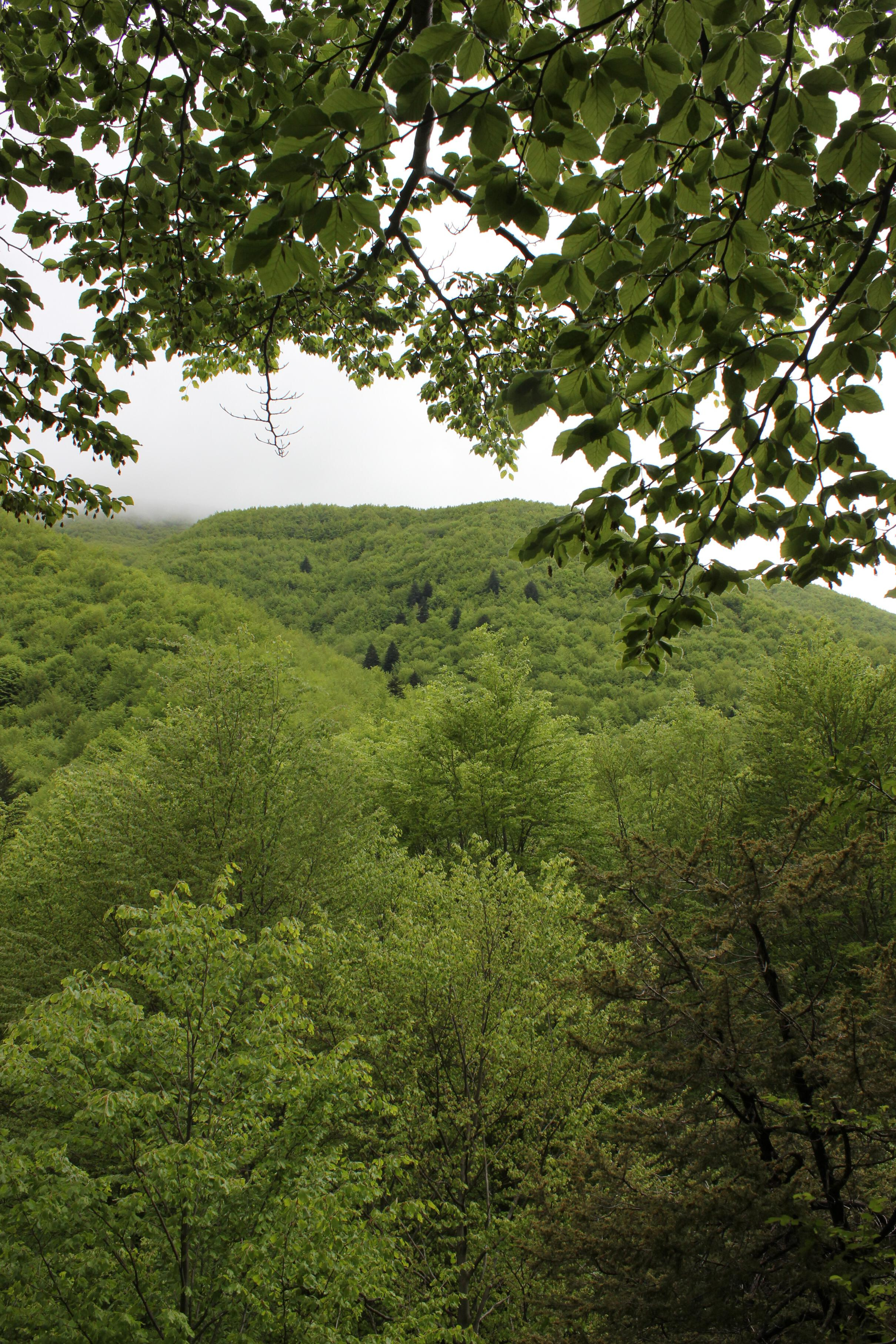 Beech forest in Bosnia-Herzegovina (photo: Francesco Maria Sabatini) Beech forest in Bosnia-Herzegovina (photo: Francesco Maria Sabatini)