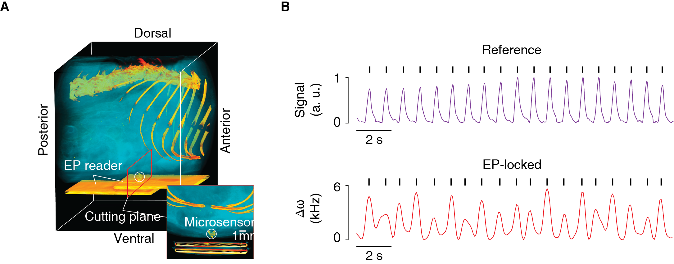 Fig. 2. In vivo experiment in rat abdomen. 