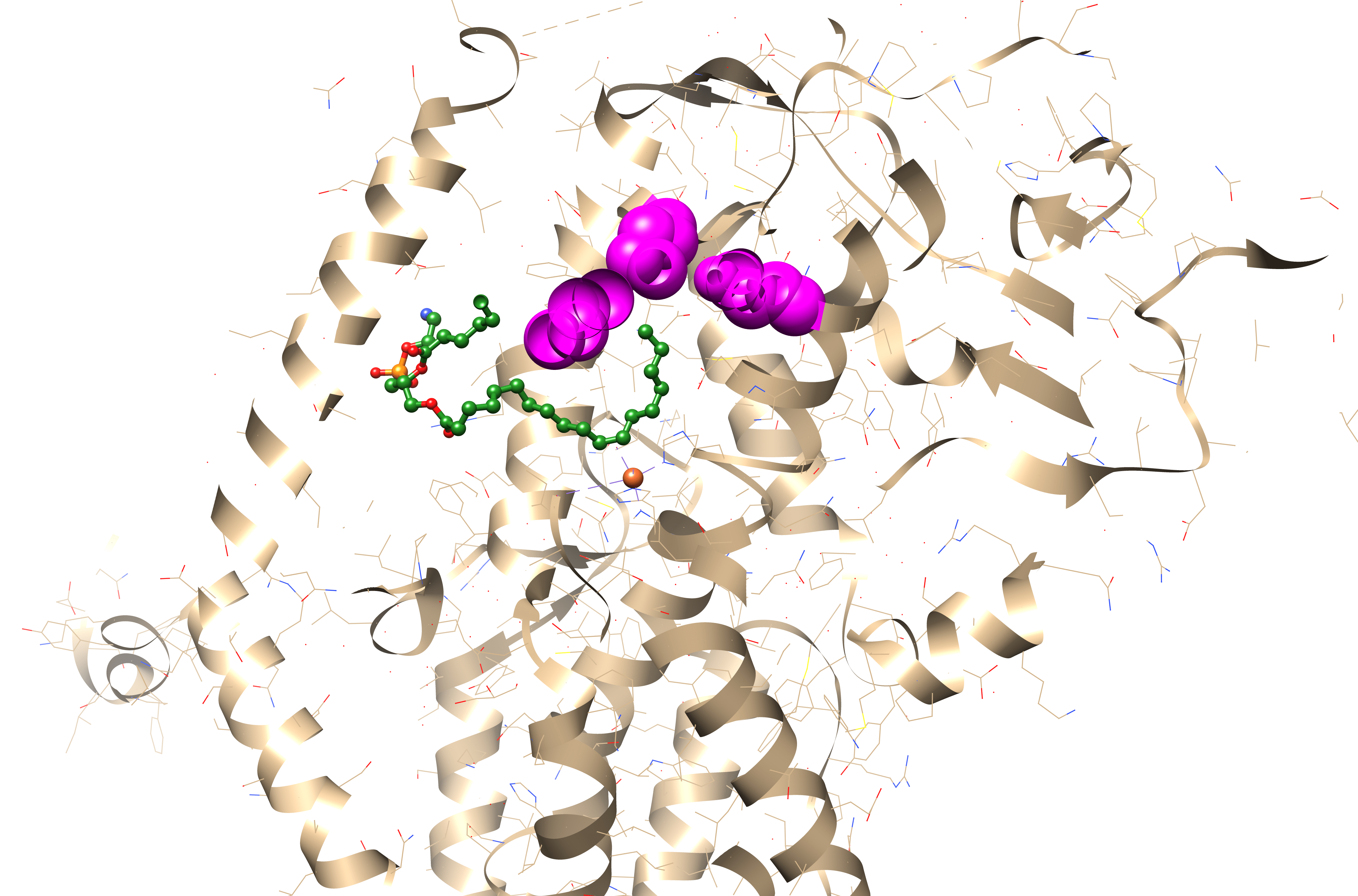 Lipoxygenase binding site cross-section