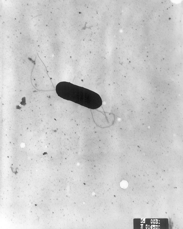 Transmission electron microscopic image of L. monocytogenes.