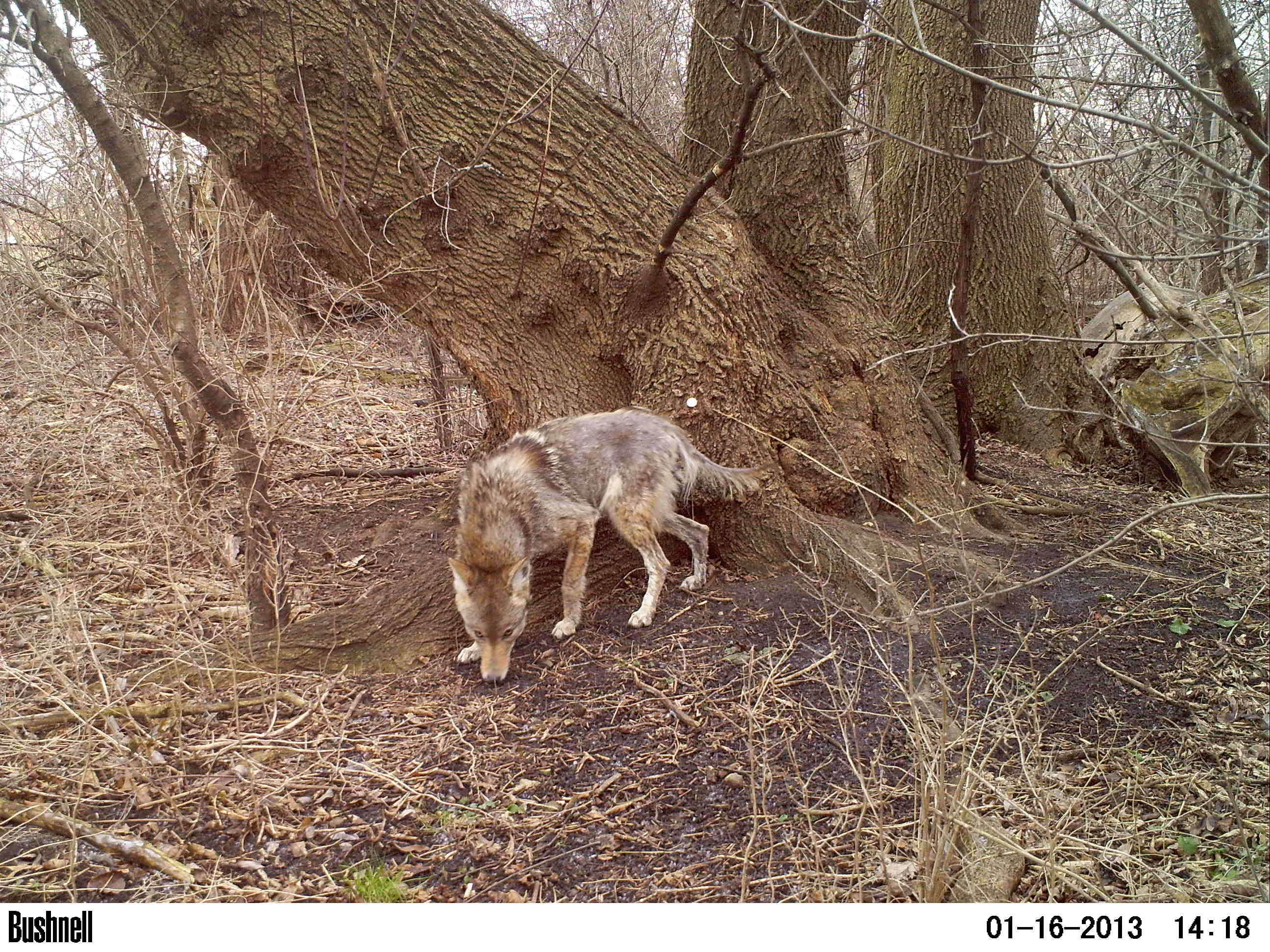 A photograph from a wildlife camera showing a coyote with hair loss on its tail, hind legs, and lower back.