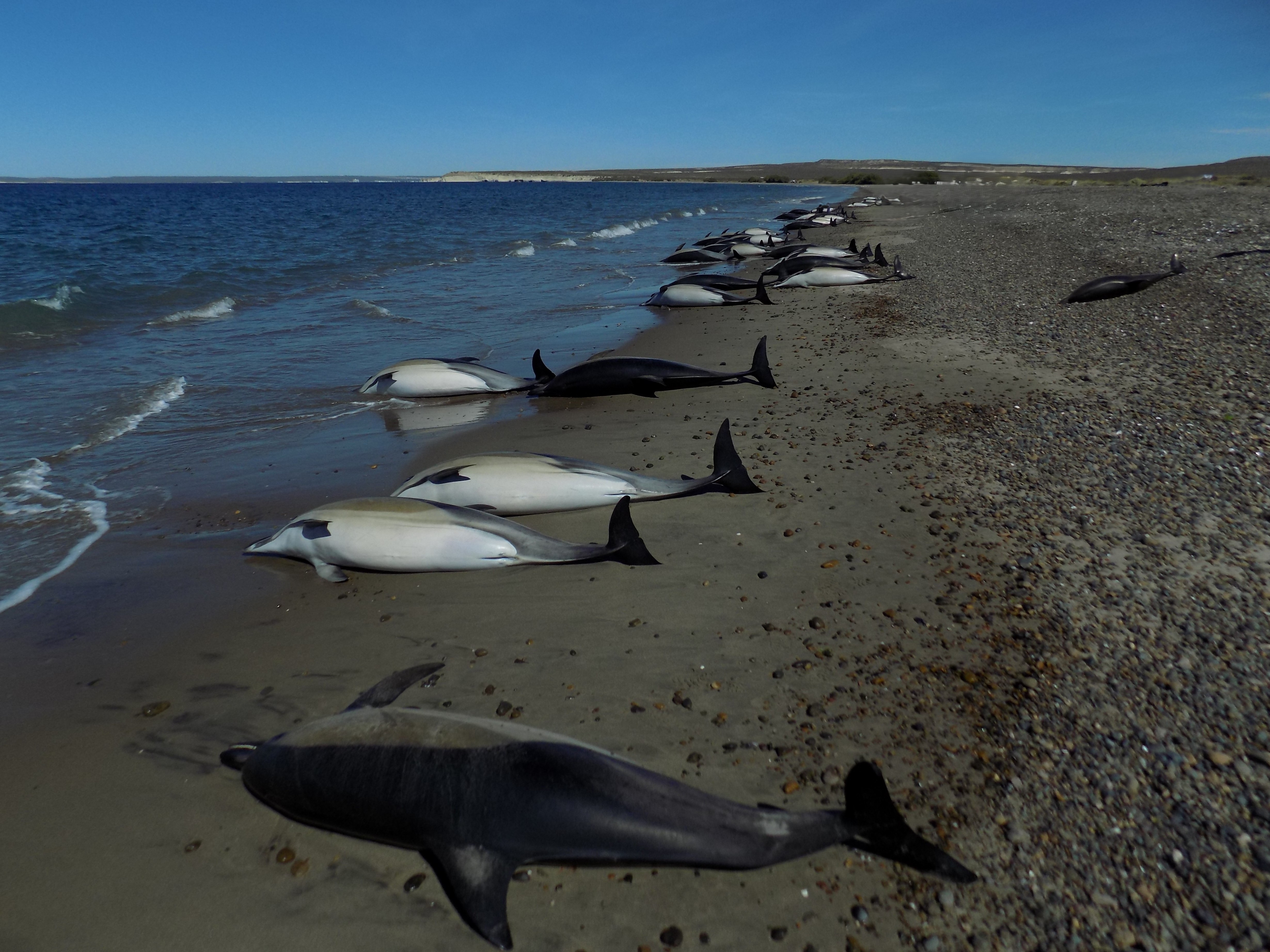 Mass stranding of short-beaked common dolphins (Delphinus delphis) at Playa El Doradillo, Golfo Nuevo, Península Valdés.