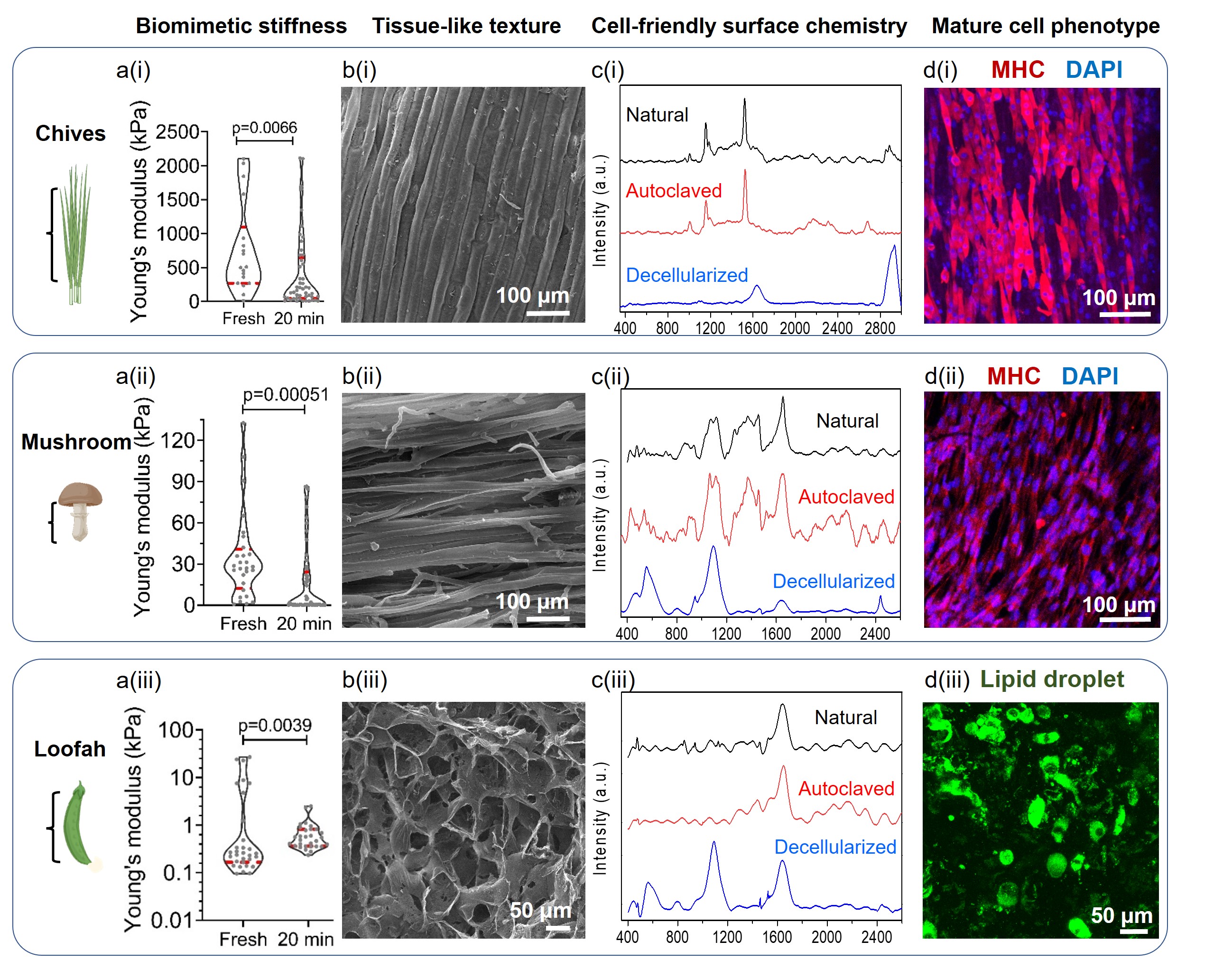 (a) Young’s modulus of fresh and autoclaved Chinese chive leaves, Shiitake mushroom stems, and loofah slices. Magenta lines represent the quartiles. (b) SEM images showing surface morphology of Chinese chive leaves, Shiitake mushroom stems and loofah slices. (c) Raman spectra of Chinese chives, Shiitake mushroom and loofah under different treatments. (d) Staining of terminal differentiation marker MHC in muscle cells on Chinese chives and mushroom scaffolds, and lipid droplets in differentiated fat cells on loofah scaffolds. 
