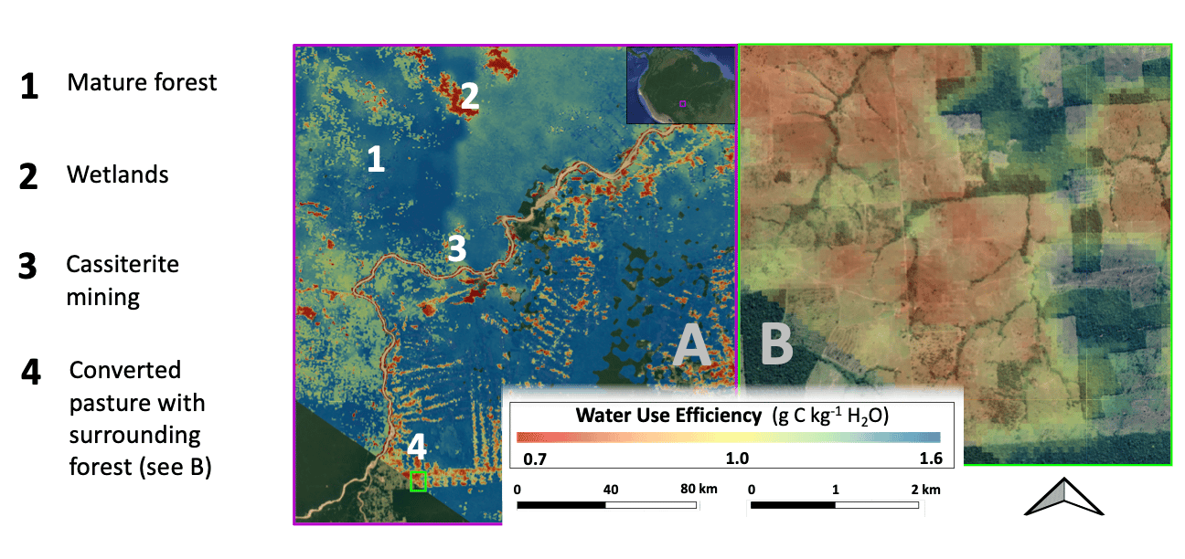 Figure 1. ECOSTRESS enables new insight into variation in ecosystem Water Use Efficiency (WUE; amount of carbon uptake per unit water lost) at fine resolutions across landscapes and globally. (A) An example ECOSTRESS overpass from August 2019 in southwestern Amazonia differentiates daily WUE due to both natural and anthropogenic features: 1) mature forest, 2) wetlands, 3) cassiterite (tin) mining activity, and 4) converted pasture with forest buffers. The missing parts of the image are due to clouds and swath boundaries. (B) A closer look at the converted pasture (4 in panel A) demonstrates the effects of wholesale deforestation on WUE. 