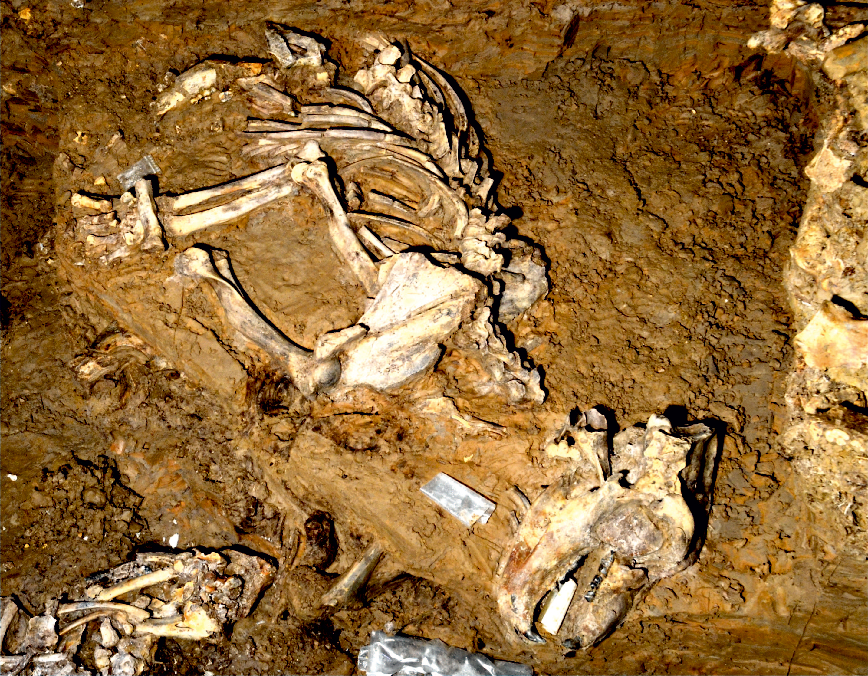 The cave bear skeleton found in a cave of Romania (credit: Marius Robu)