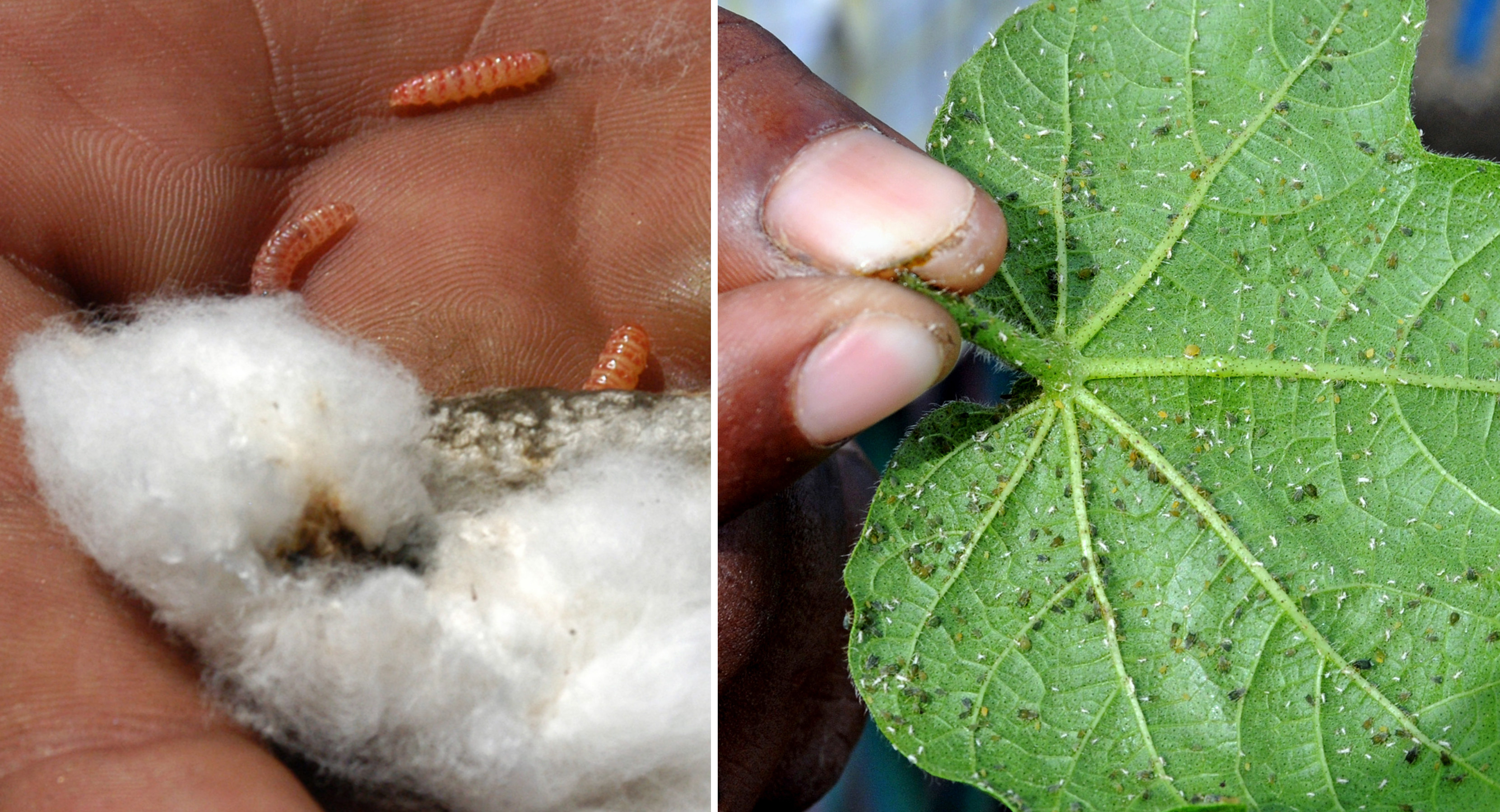 Indian cotton pests
