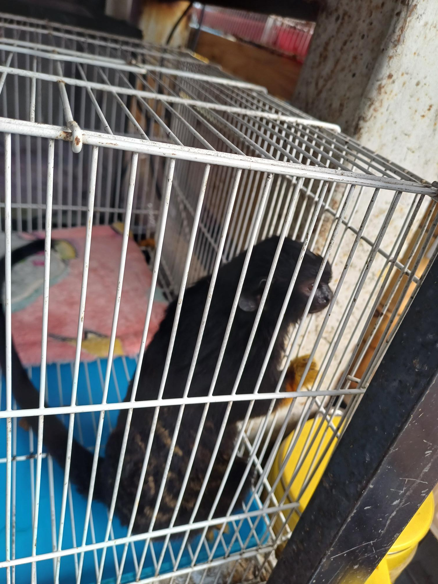 Live Wildlife Market