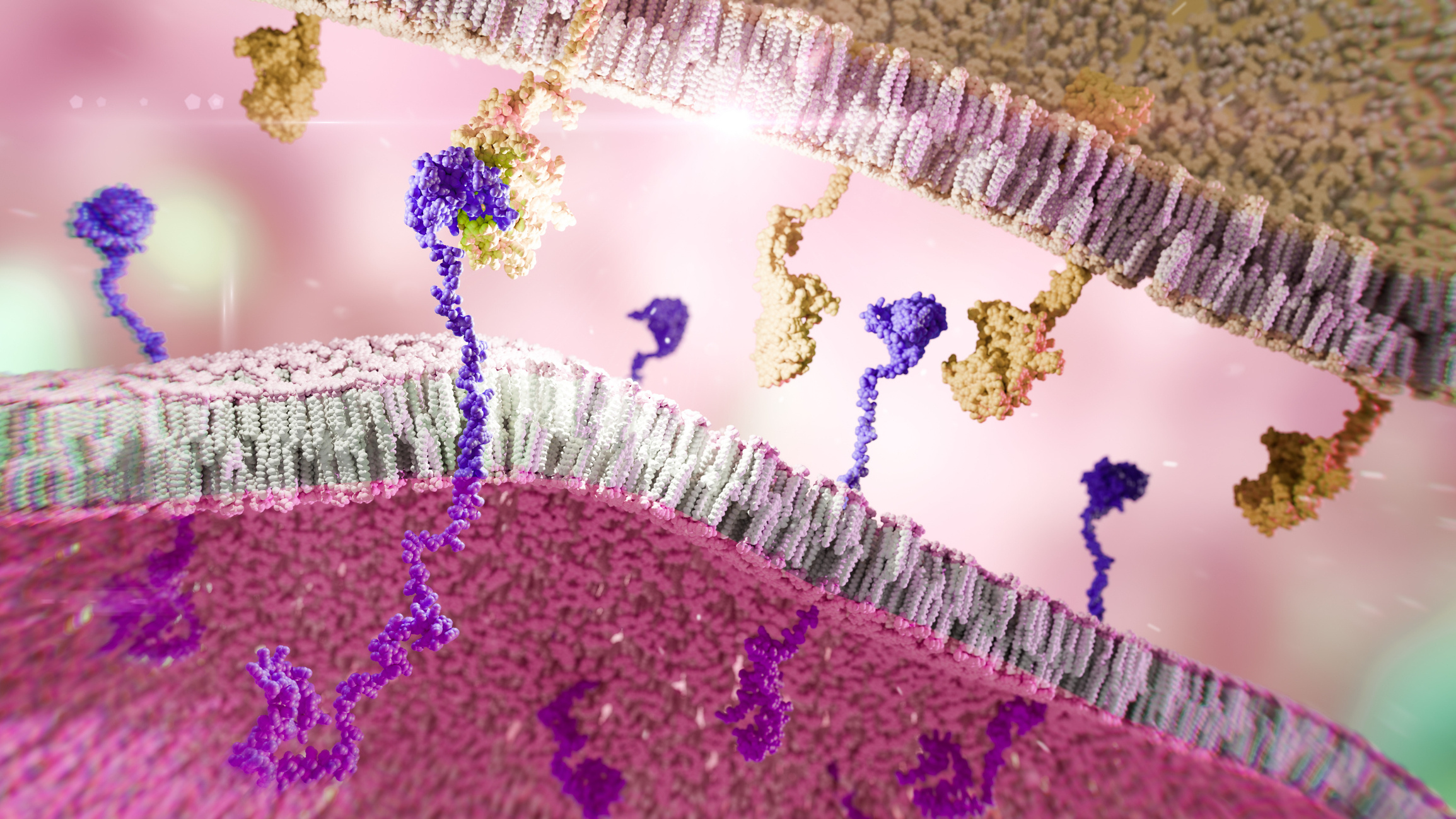 Illustration of the Chimeric Antigen Receptor (CAR), an engineered receptor that gives immune cells the new ability to target a specific protein. The complex CAR receptor (orange) is shown on an immune cell membrane (blue), attaching to a target protein (pink) on a cancer cell membrane