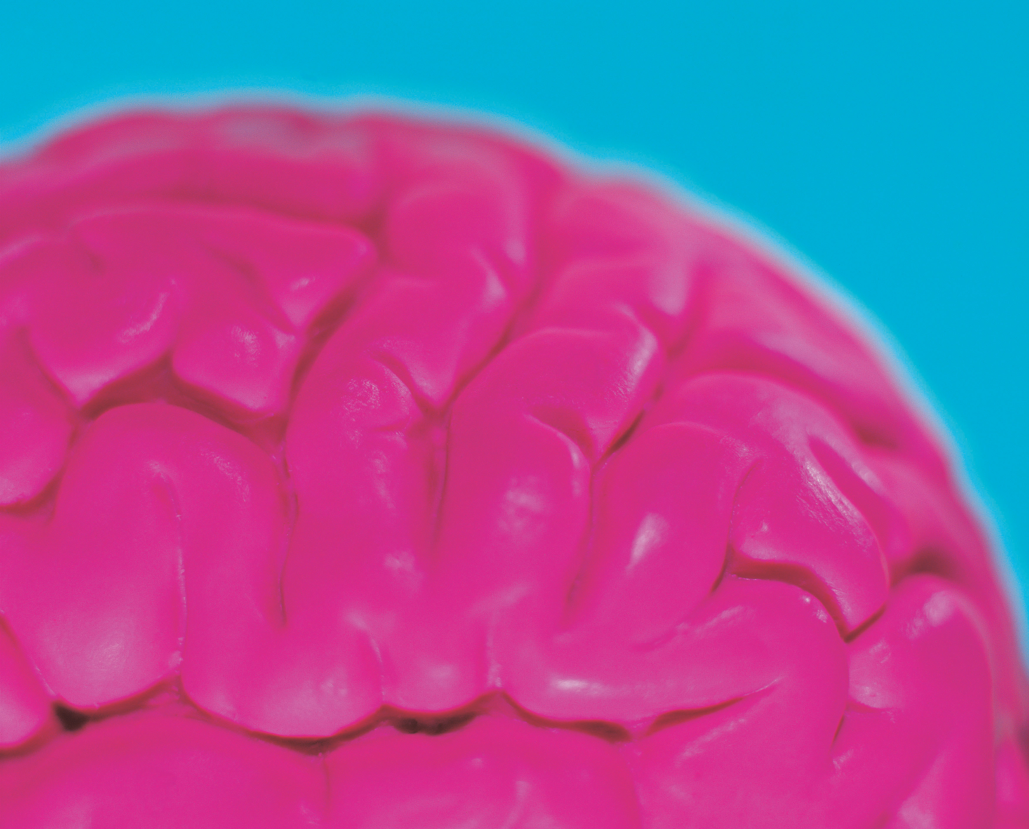 An illustration of the human brain --bright pink on a turquoise background