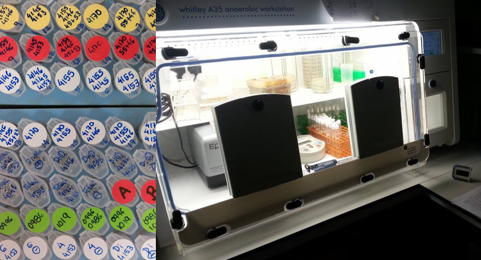 Assays and growth experiments