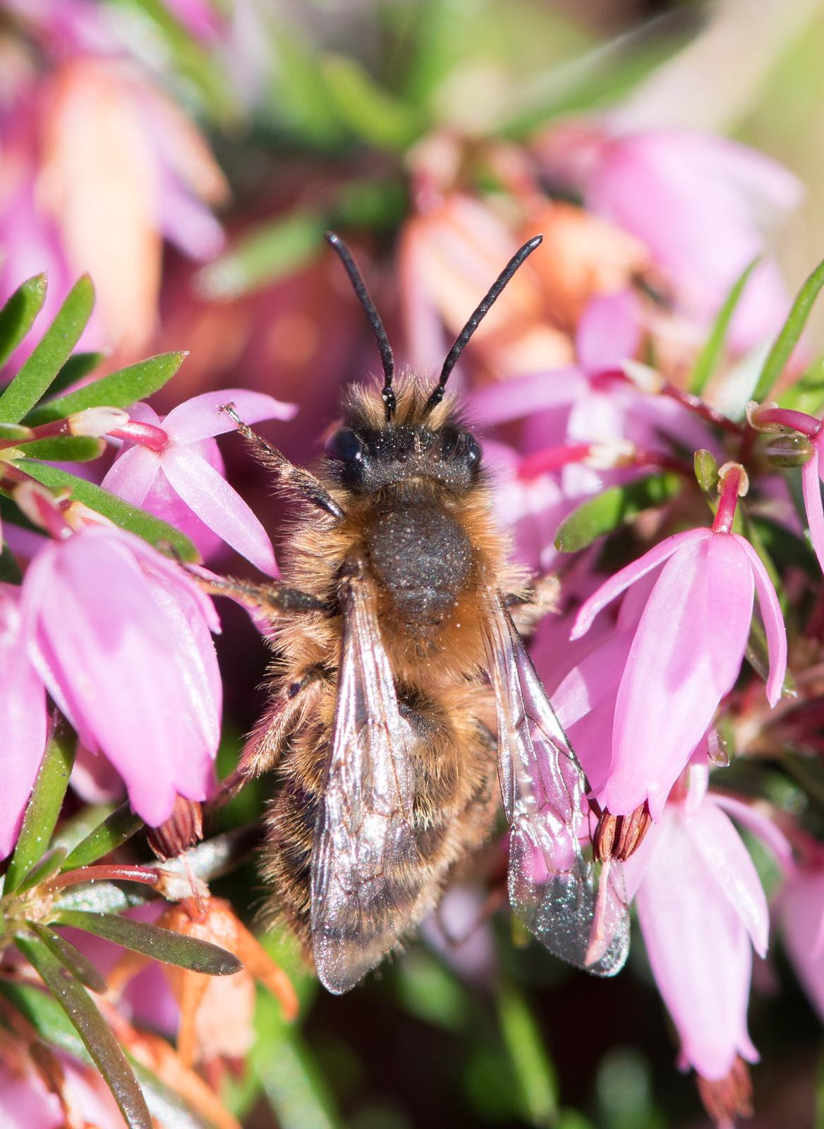 Male tawny minor bee 