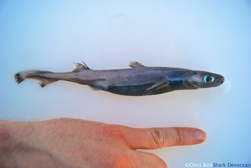 Velvet belly lanter sharks