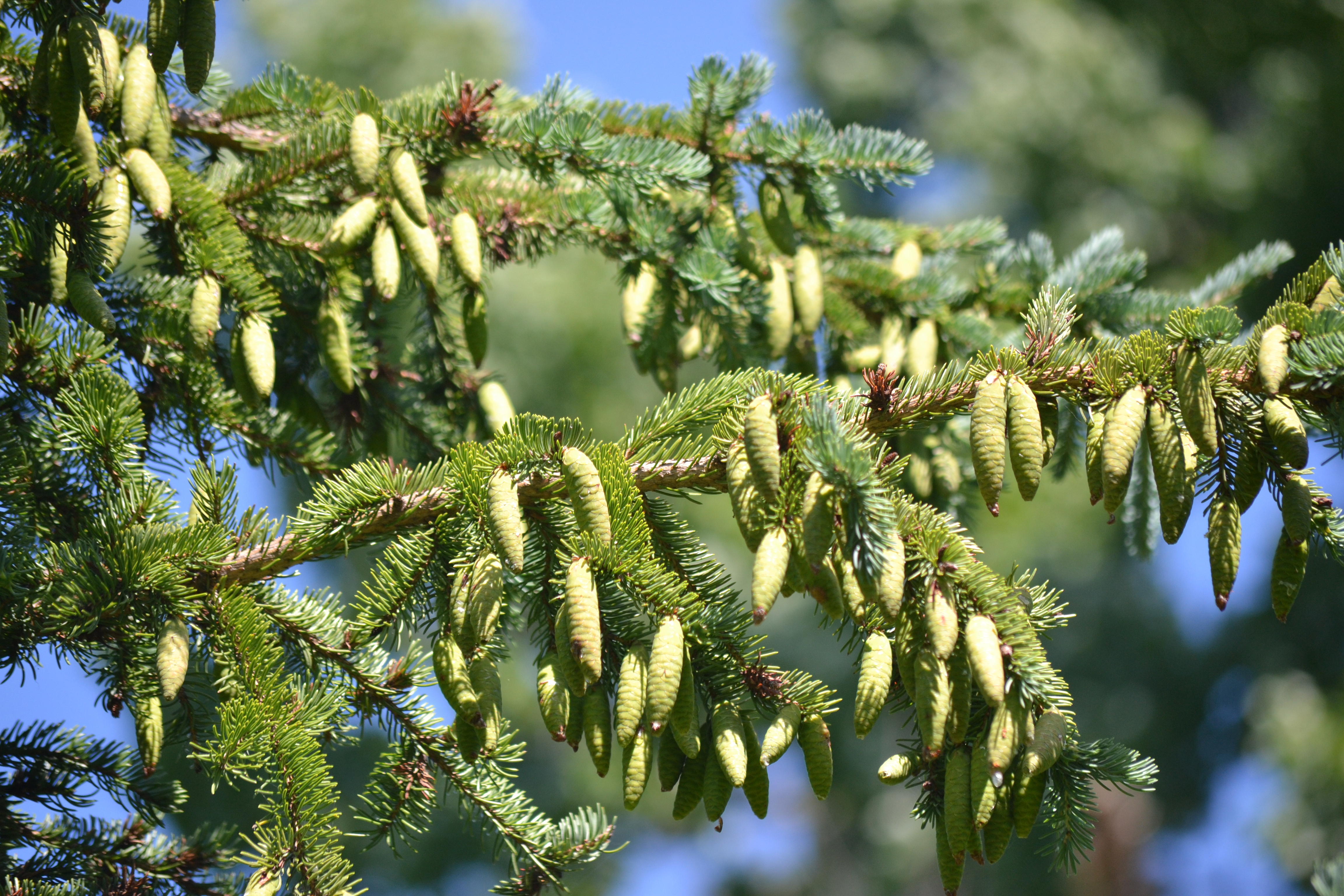 New cones on a white spruce tree branch during a large mast-seeding event (Photo: LaMontagne). New cones on a white spruce tree branch during a large mast-seeding event (Photo: LaMontagne).