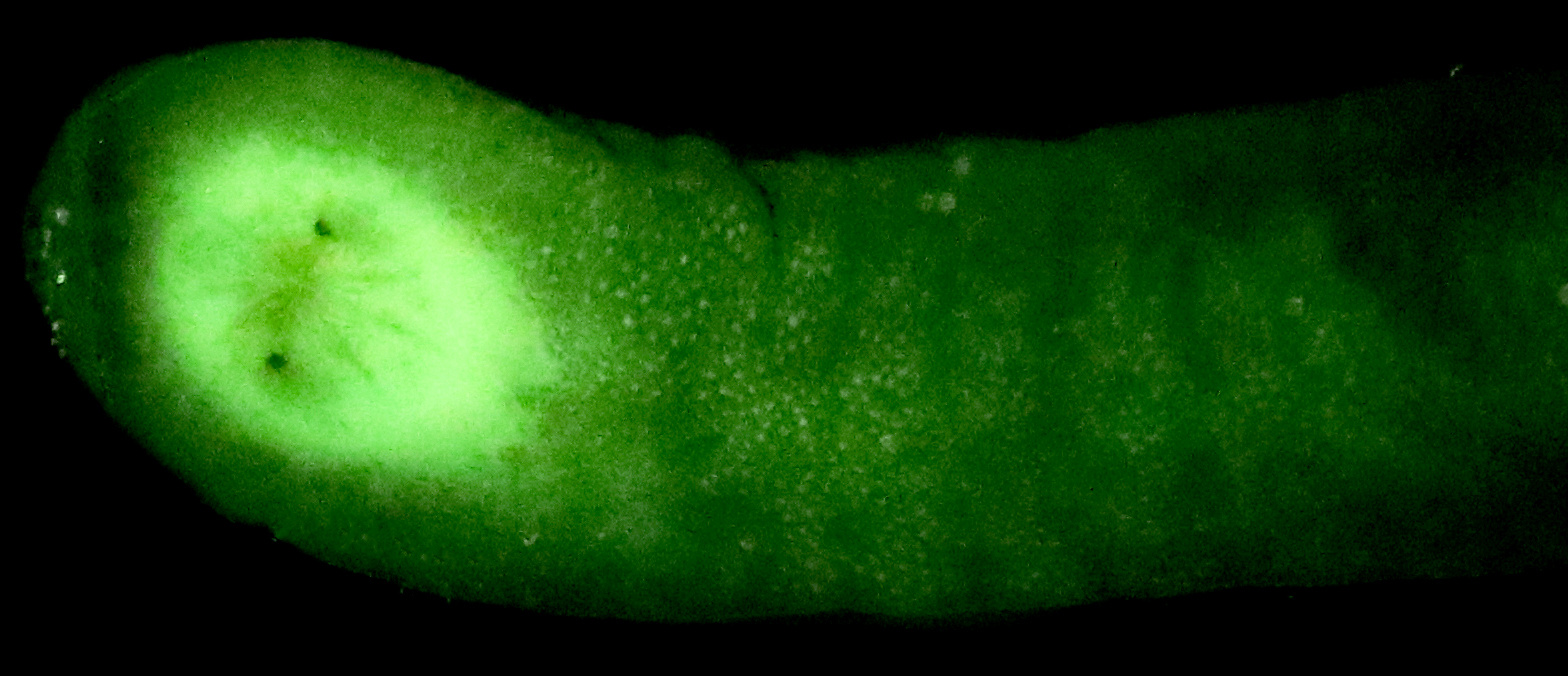 In some species, the cloaca fluoresced brightly.