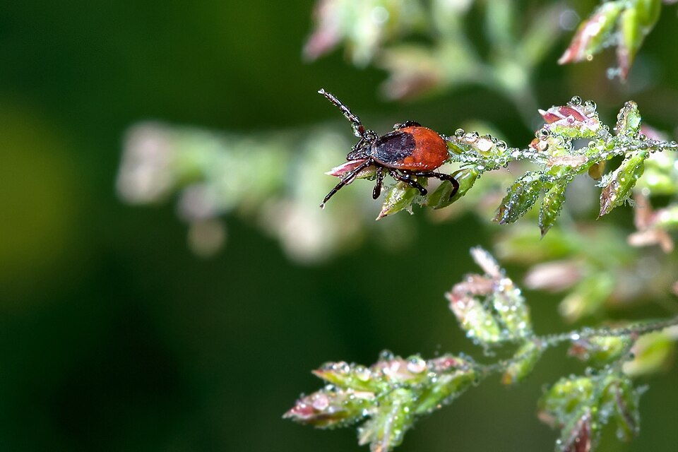 Tick waiting for a passerby to latch onto