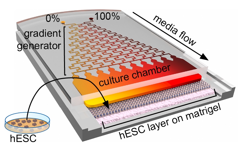 3D rendering of the MiSTR microfluidic chip