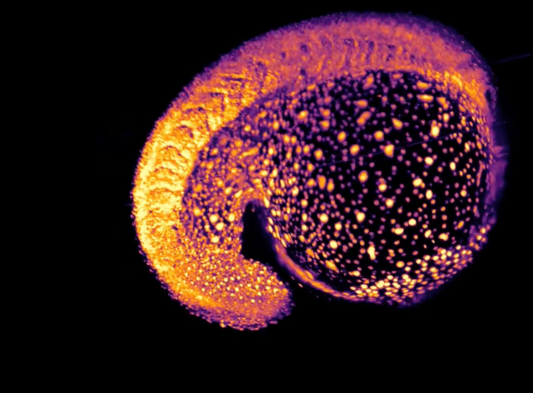 A zebrafish embryo captured with a light-sheet microscope
