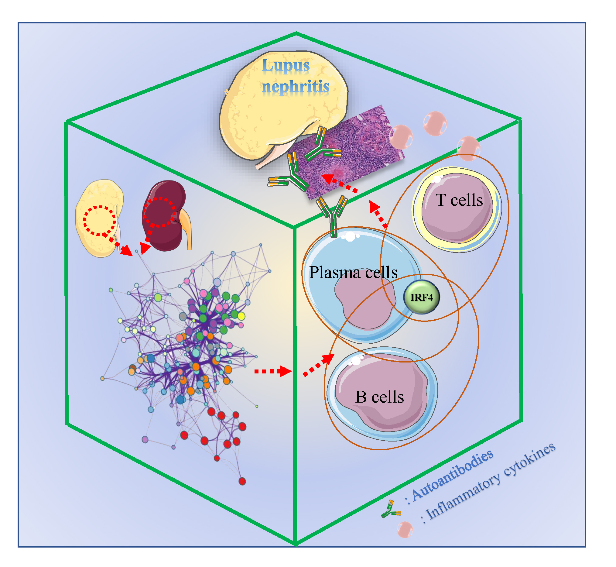 Graphical summary of relationship among the IRF4 expression, pathogenic T and B cells responses, autoantibodies overproduction and renal dysfunction in SLE.