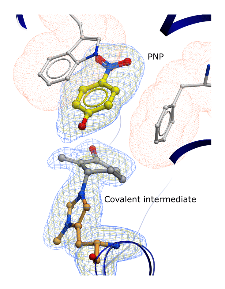 Figure 4 Crystal structure of the enzyme active site, showing electron density maps for the covalent intermediate and the bound PNP leaving group.