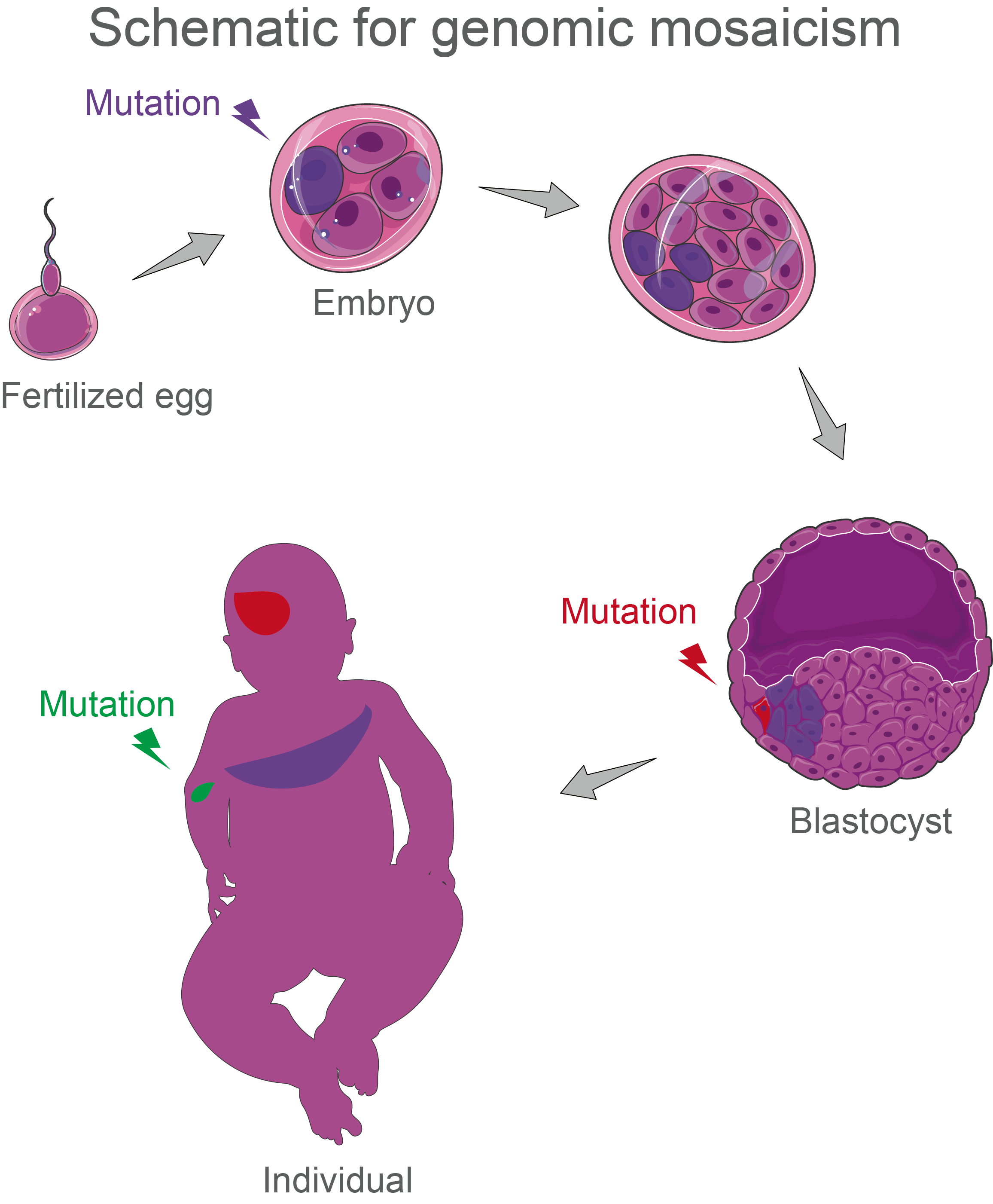 From a fertlized egg, our body constantly acquire genomic mutation, while most of them are repaired, some remain in our body and are inherited by daughter cells, through embyronic development, tissue self-renewal, aging and environmental exposure, these mutations carry information of the entire history of the body and will help us understand human health and diseases.