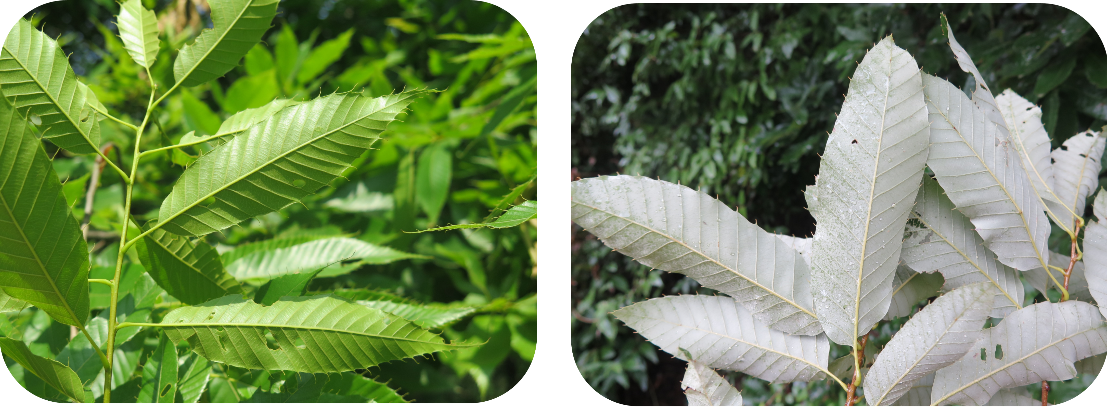 Fig. 2 The dense stellate hairs make Q. variabilis leaves (right) look gray that distinguish from Q. acutissima (left). Photo by Yao Li.