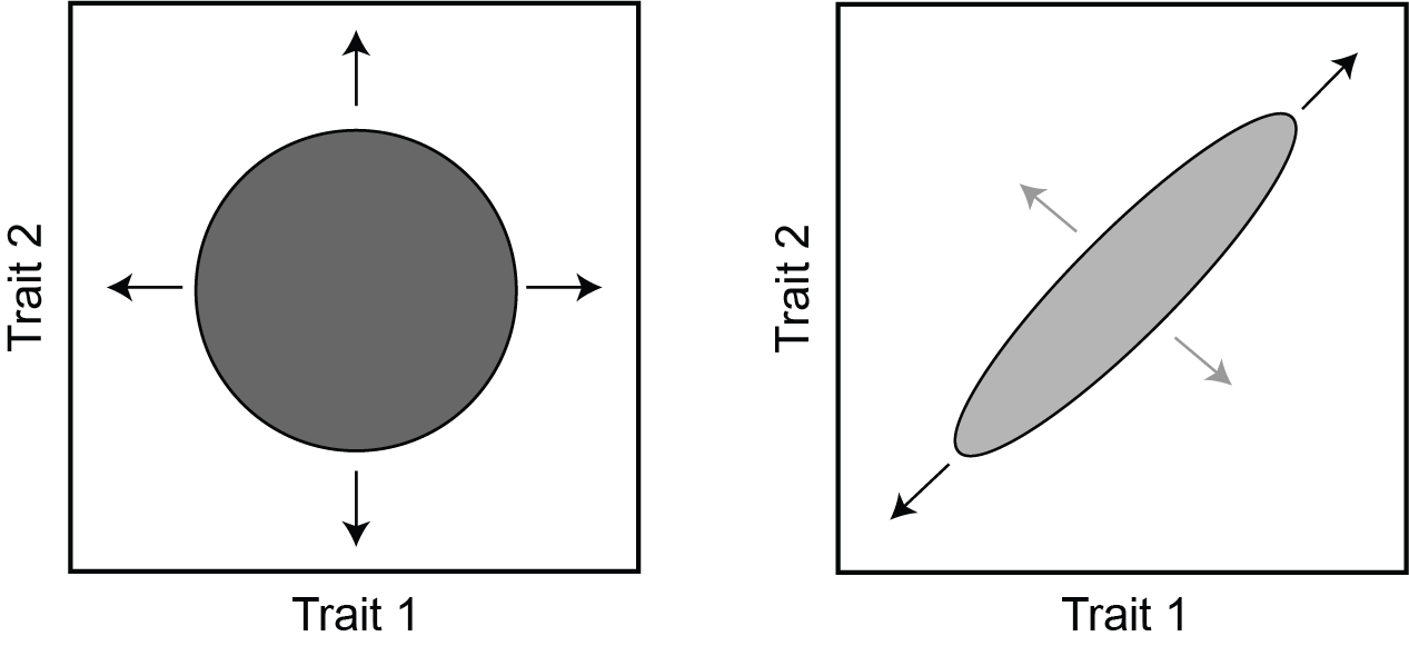 Constraints in evolution