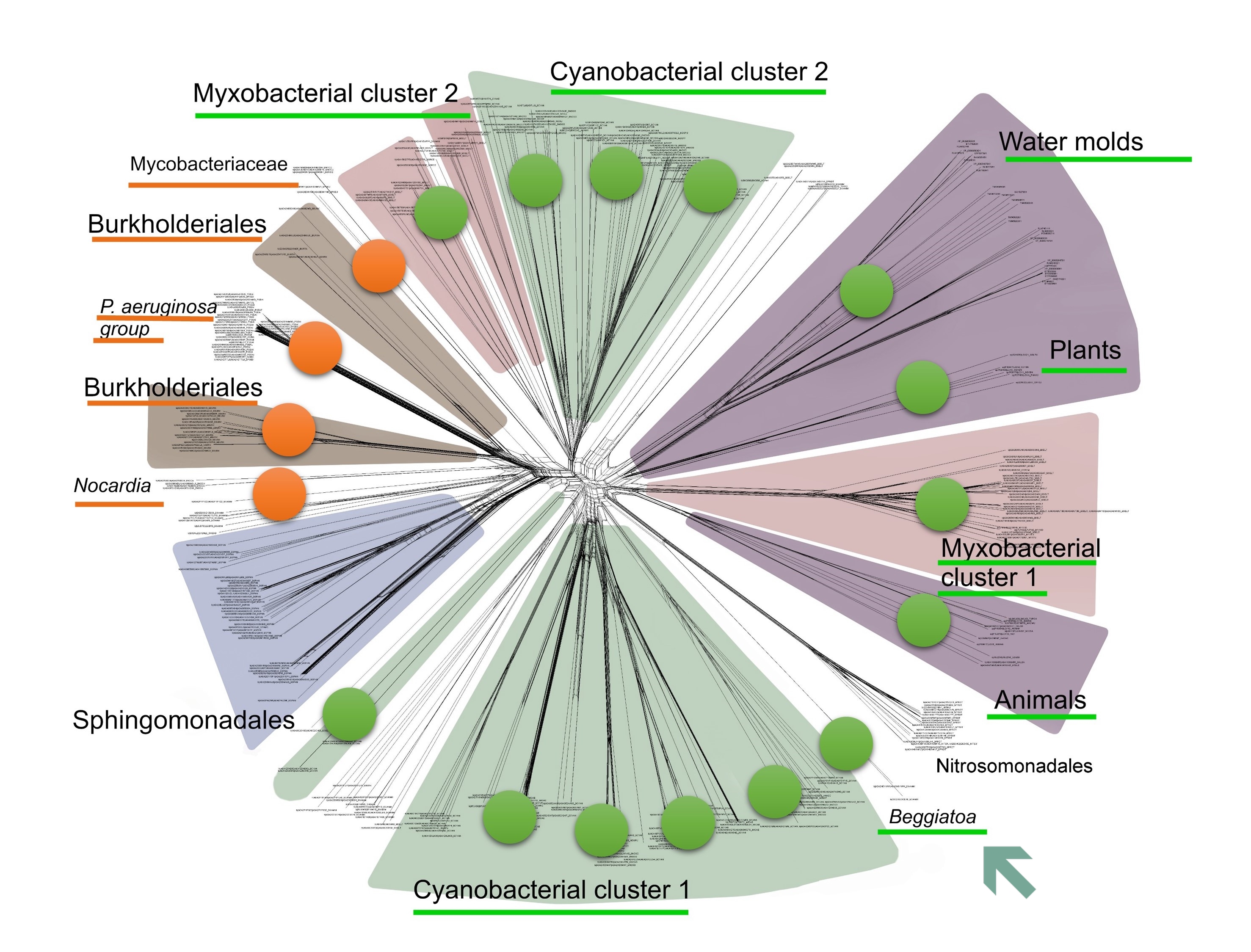 Phylogenetic network with Beggiatoa