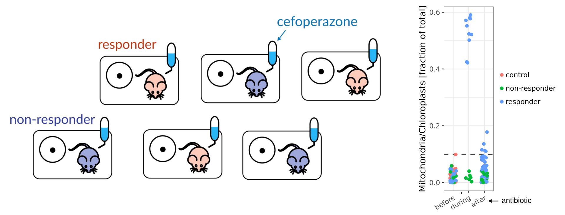 Figure 1 Singly housed mice showed spontaneous tolerance to cefoperazone and the responder status could be quantified by the fraction of organelle-associated reads.