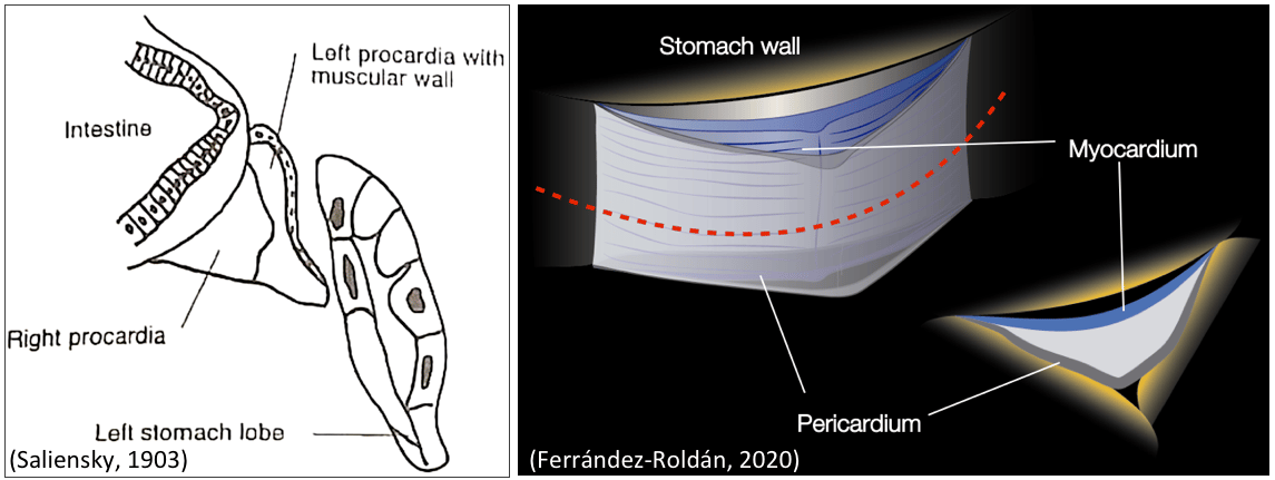 Oikopleura heart laminar structure