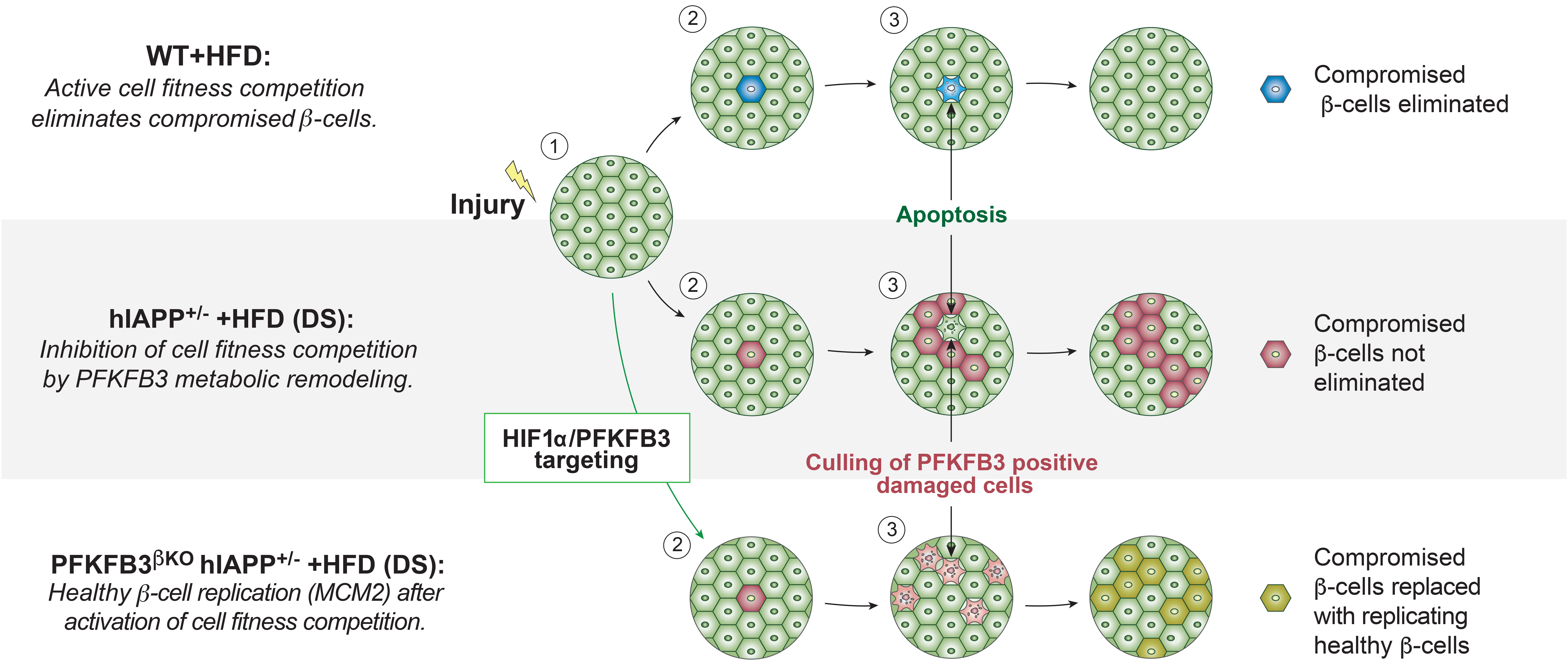 Beta-cell fitness competition in diabetes