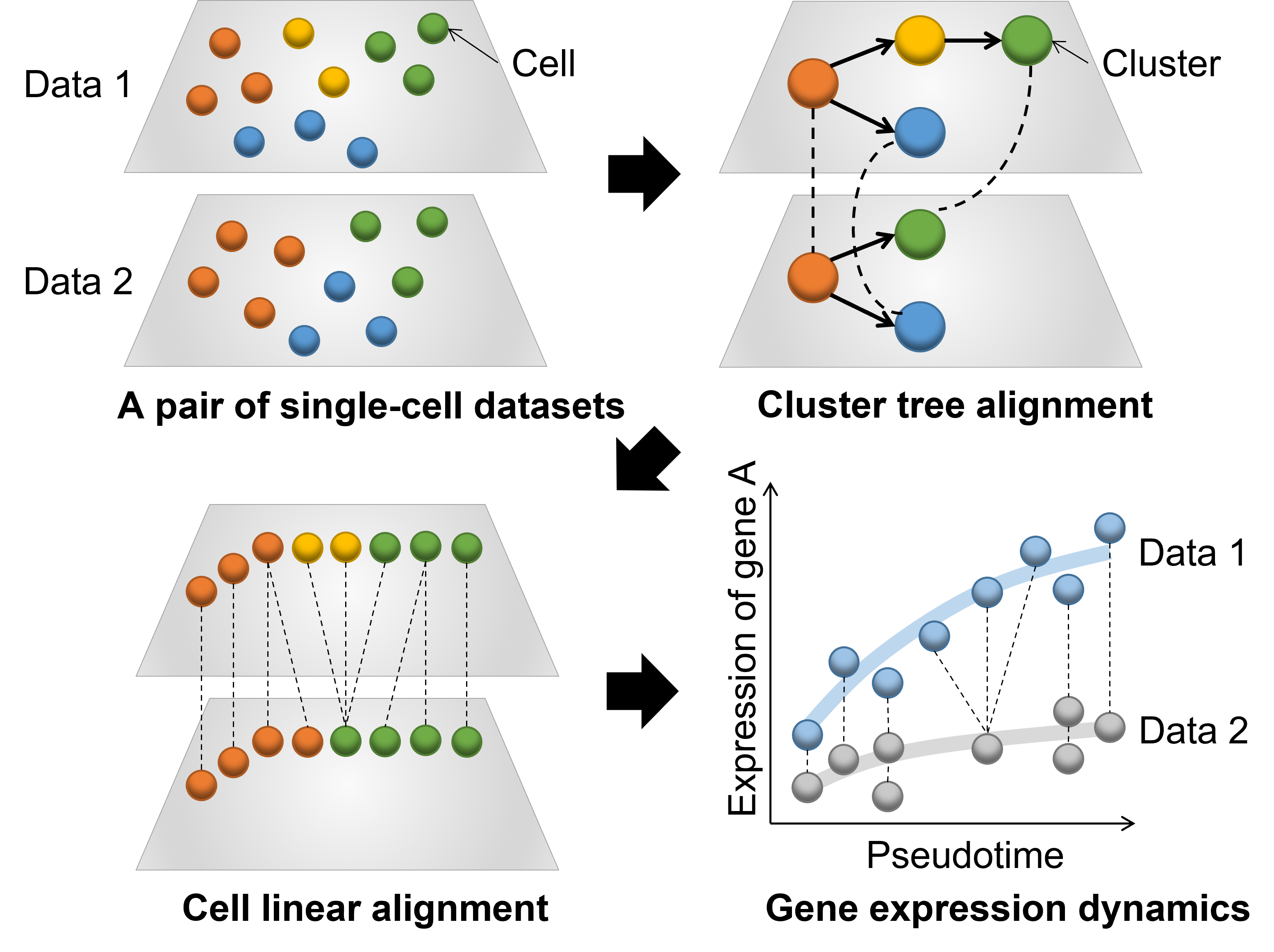 Overview of CAPITAL: an algorithm for comparing pseudotime trajectories with branches