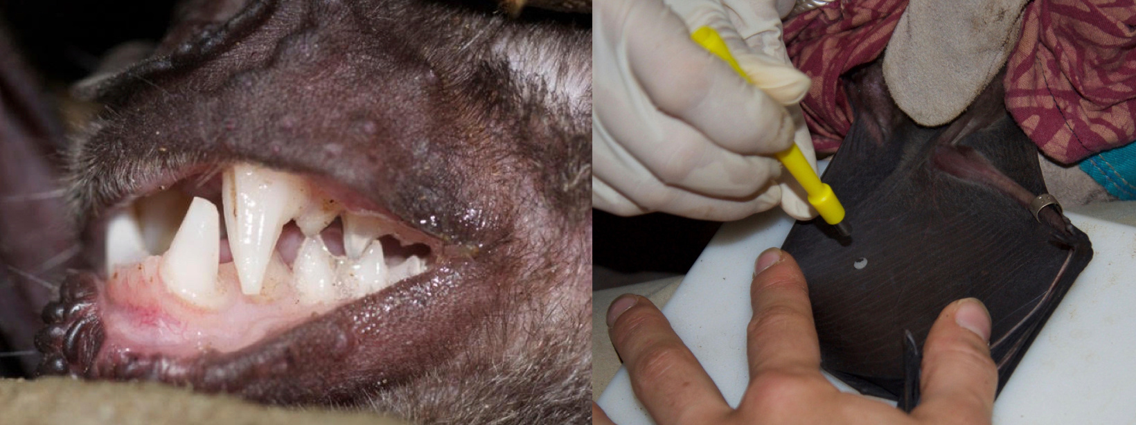Bat teeth and wing
