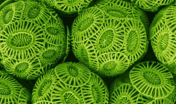An image showing a micrograph of the coccolithophore species Emiliania huxleyi, which appears as light green disks made up of radial rods. Image Credit — Dr. Jeremy Young, University College, London