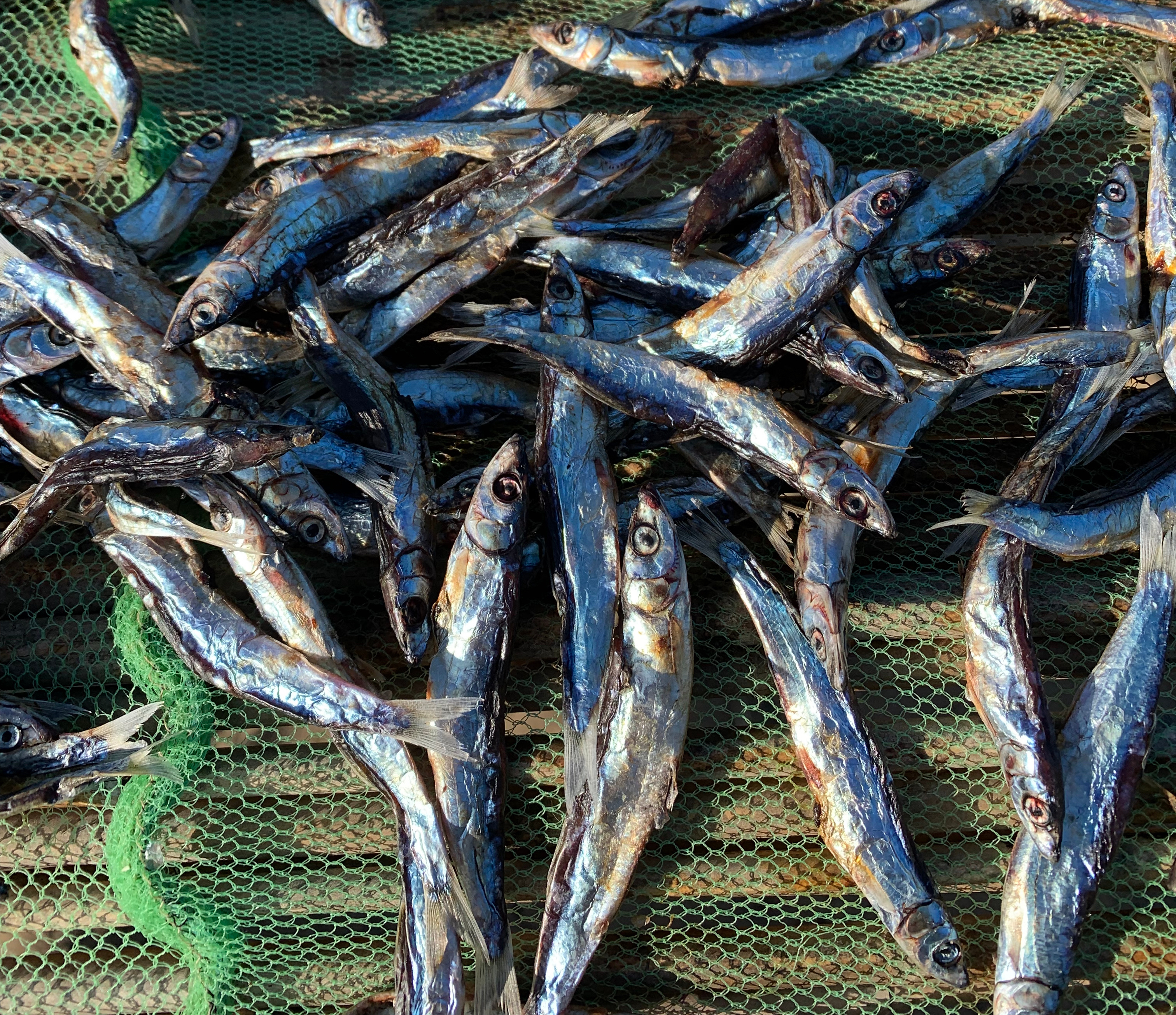 Usipa on a sun drying rackv