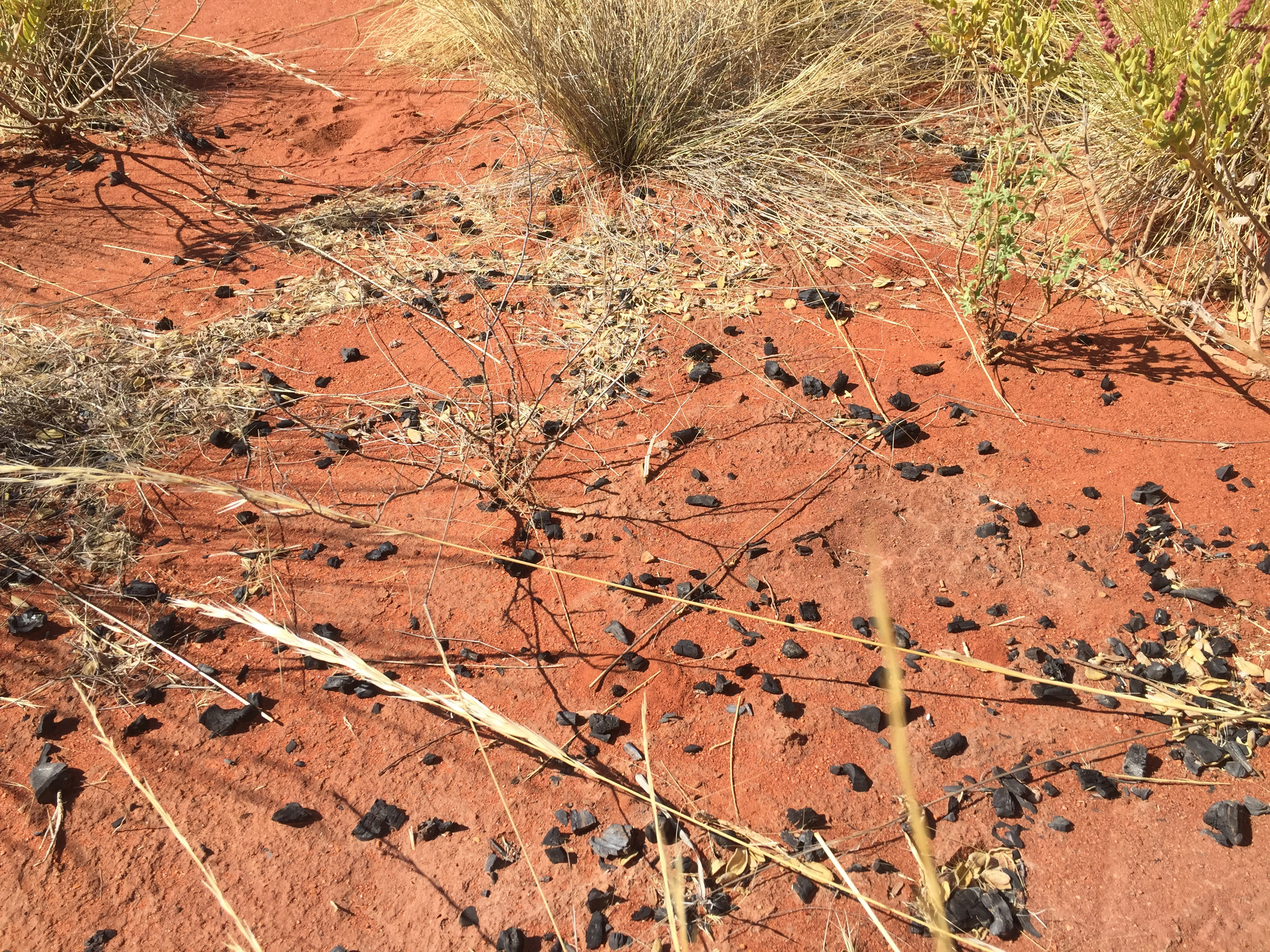 A young S. diversiflorum plant emerges in the charcoal of a 3-year old Martu cooking hearth