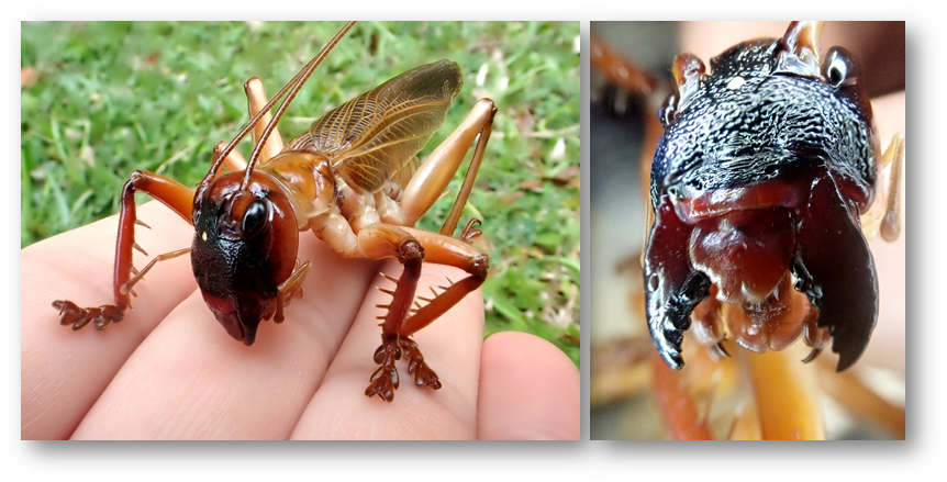 Chauliogryllacris_acaropenates